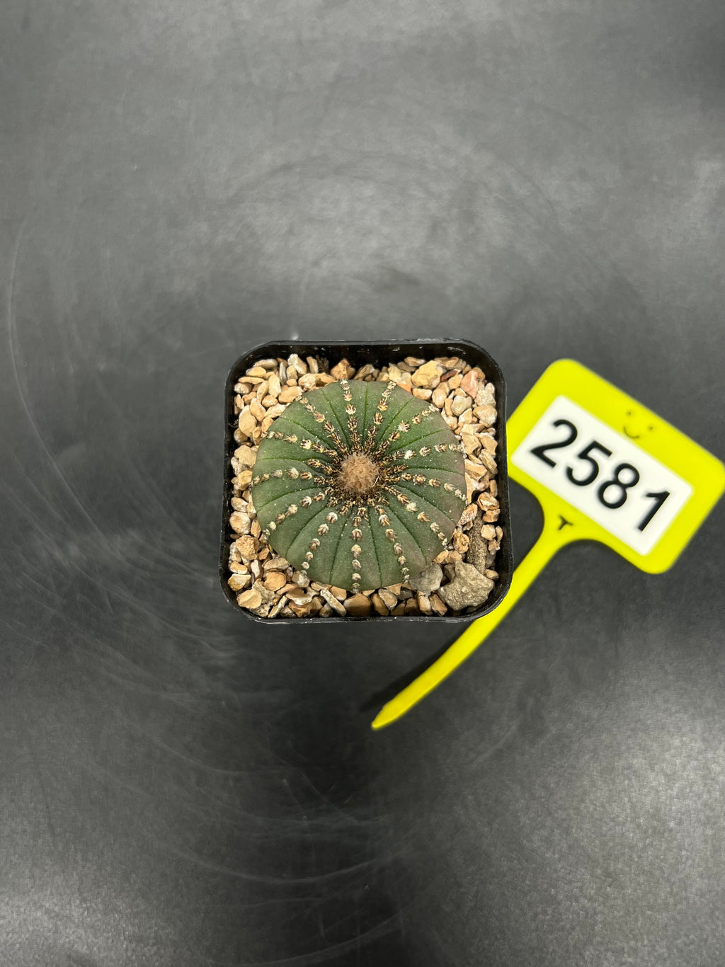 Frailea castanea #2581