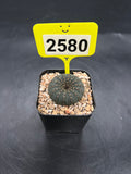 Frailea castanea #2580