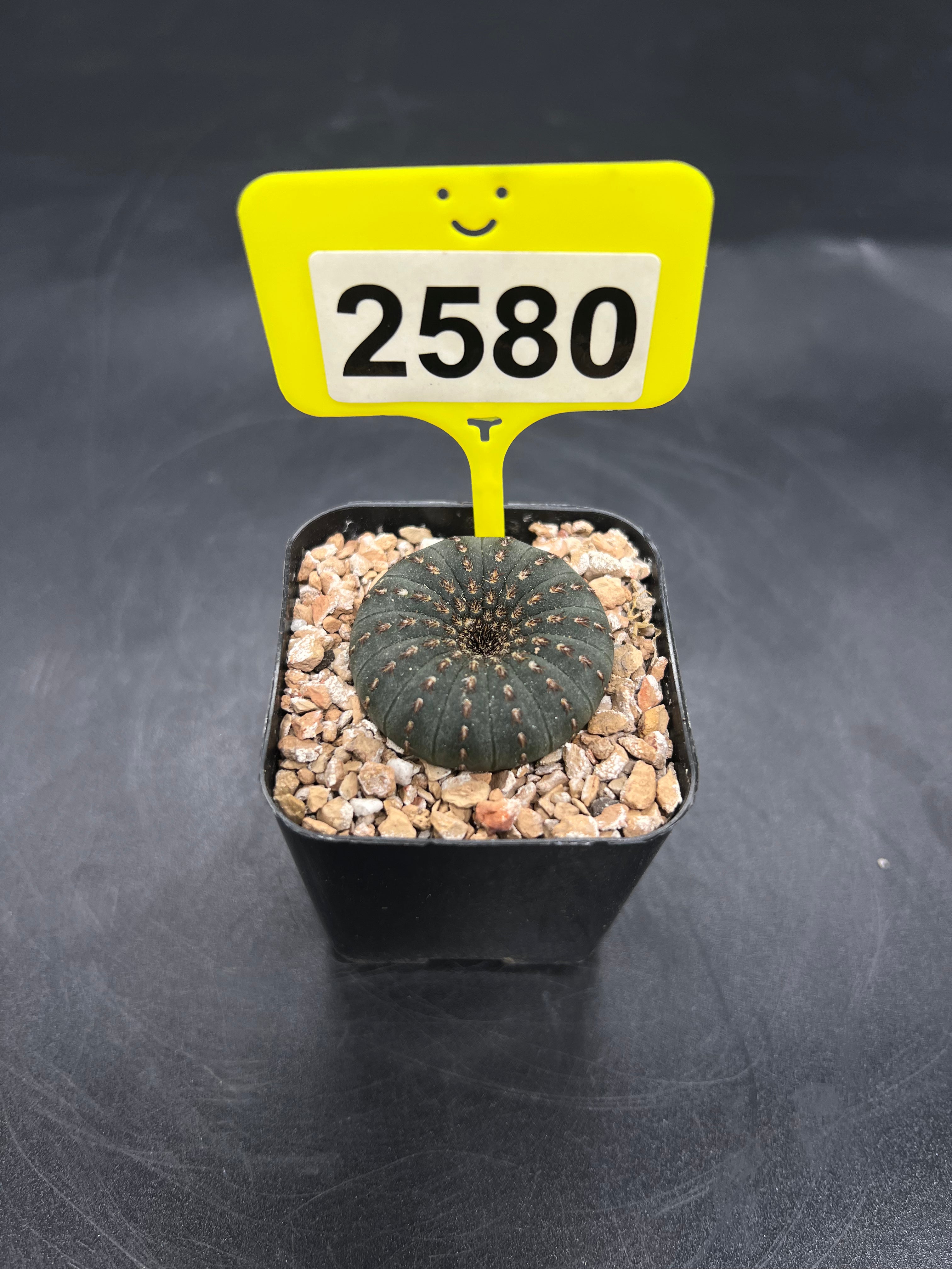 Frailea castanea #2580