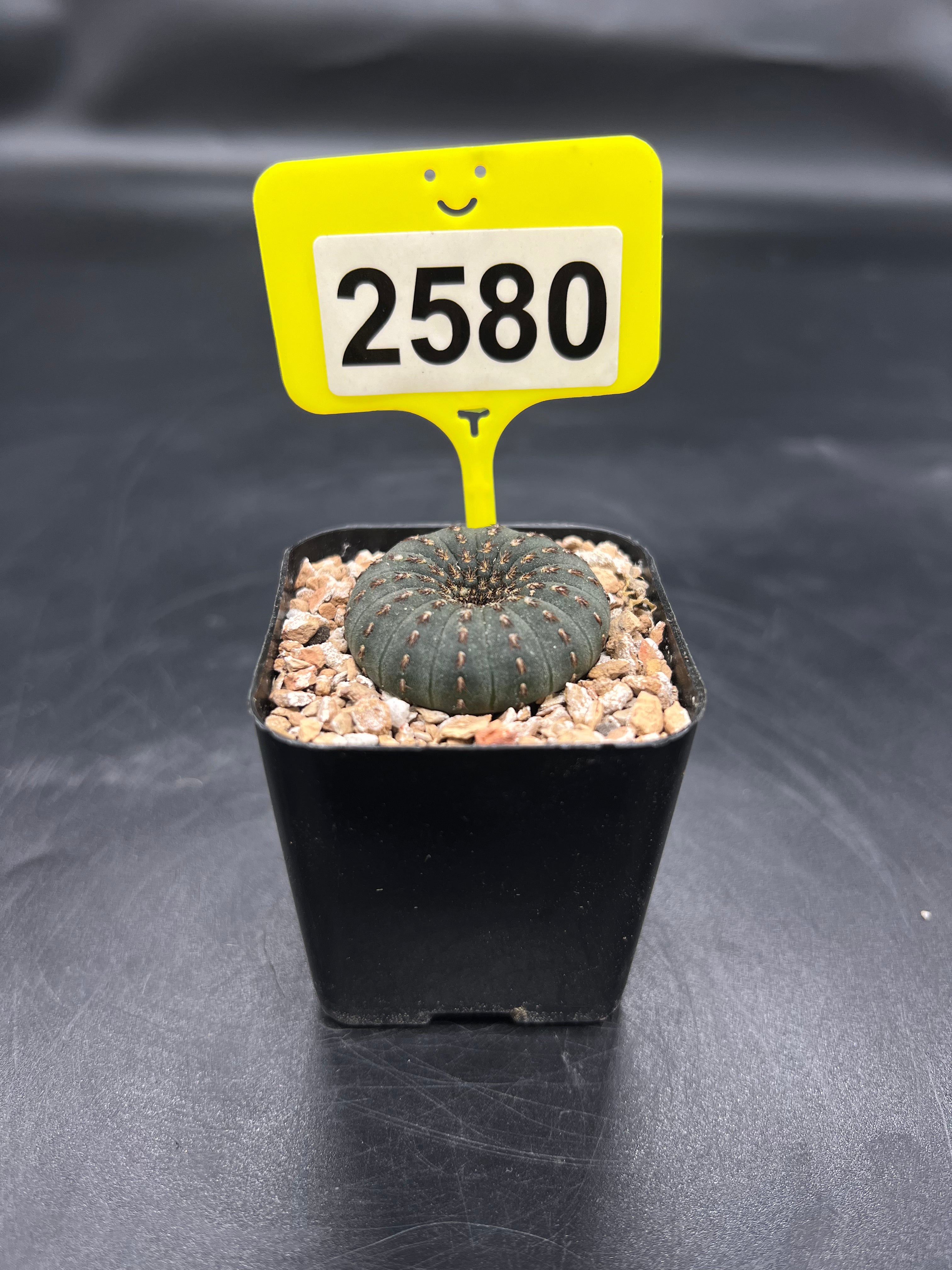 Frailea castanea #2580