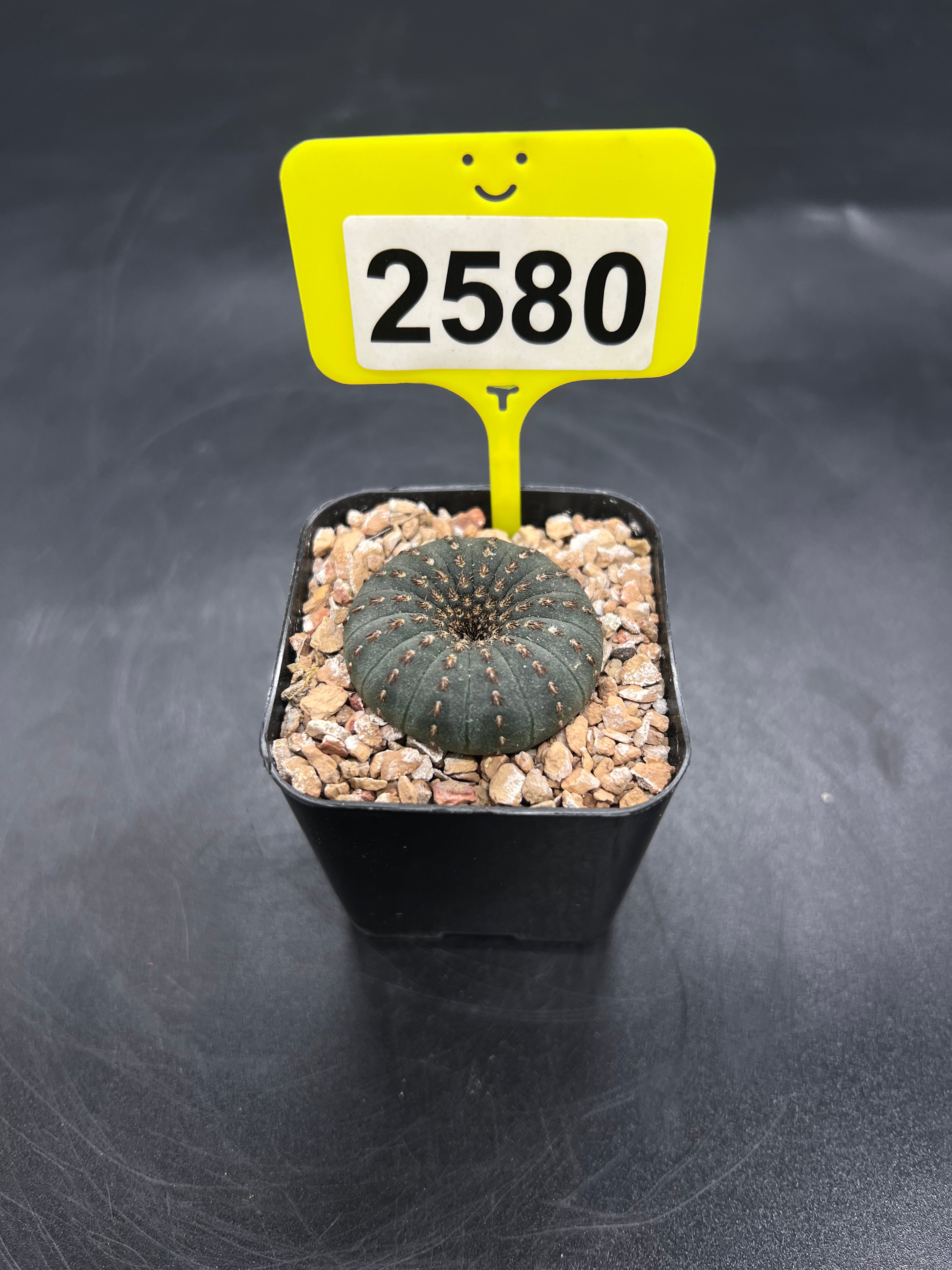 Frailea castanea #2580