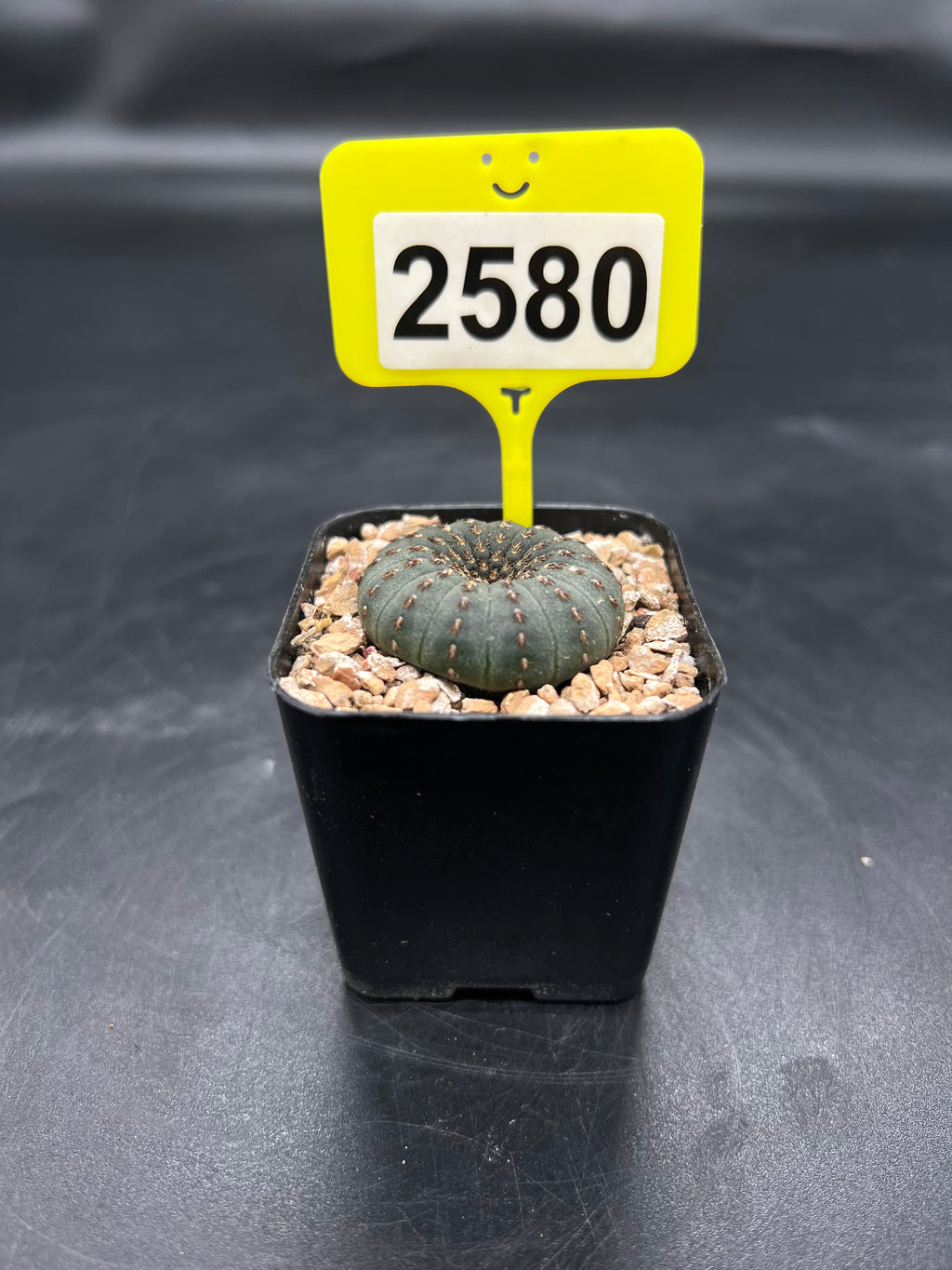 Frailea castanea #2580