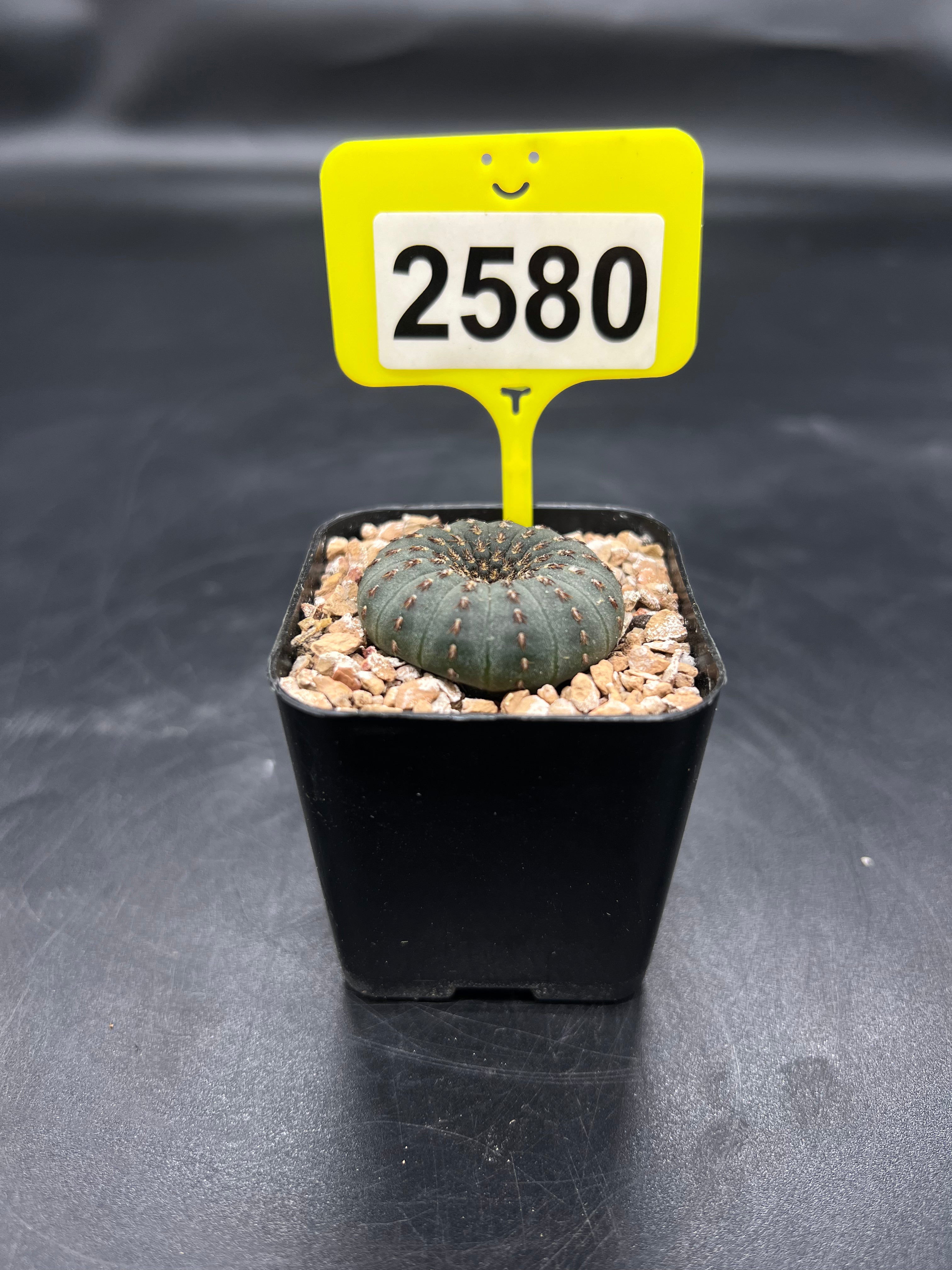 Frailea castanea #2580