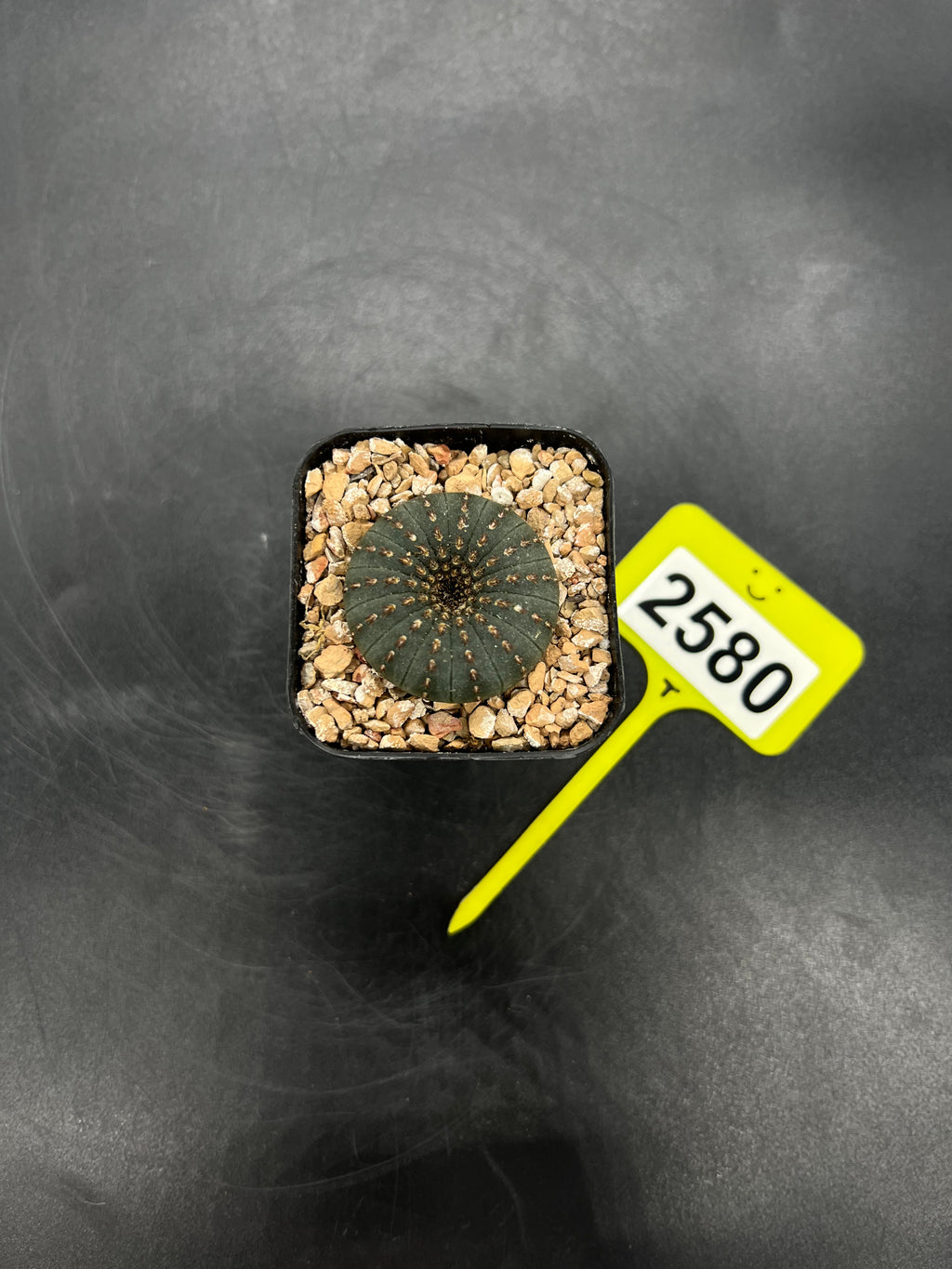 Frailea castanea #2580