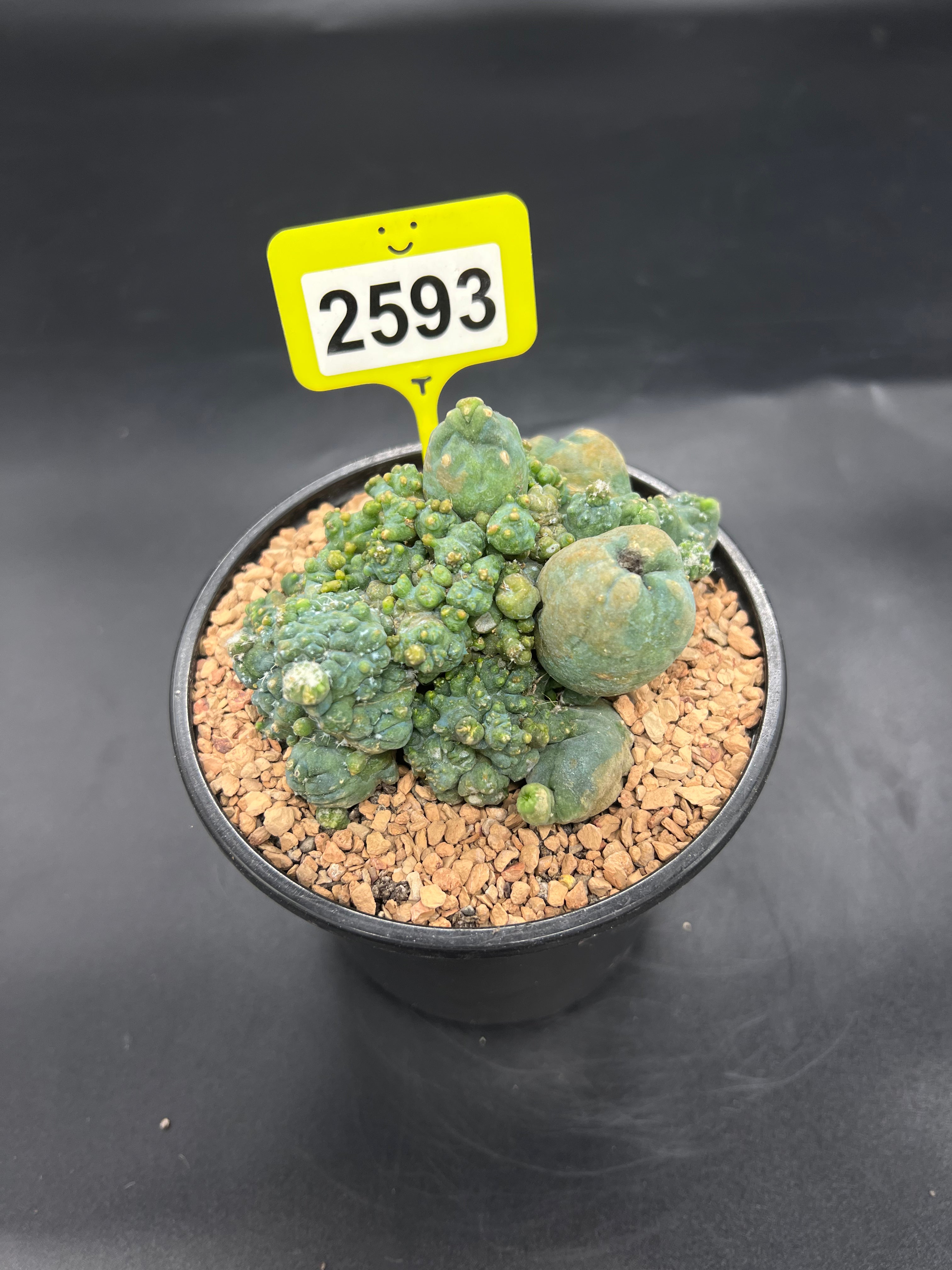 Monstrose Penis Cactus Cluster #2593