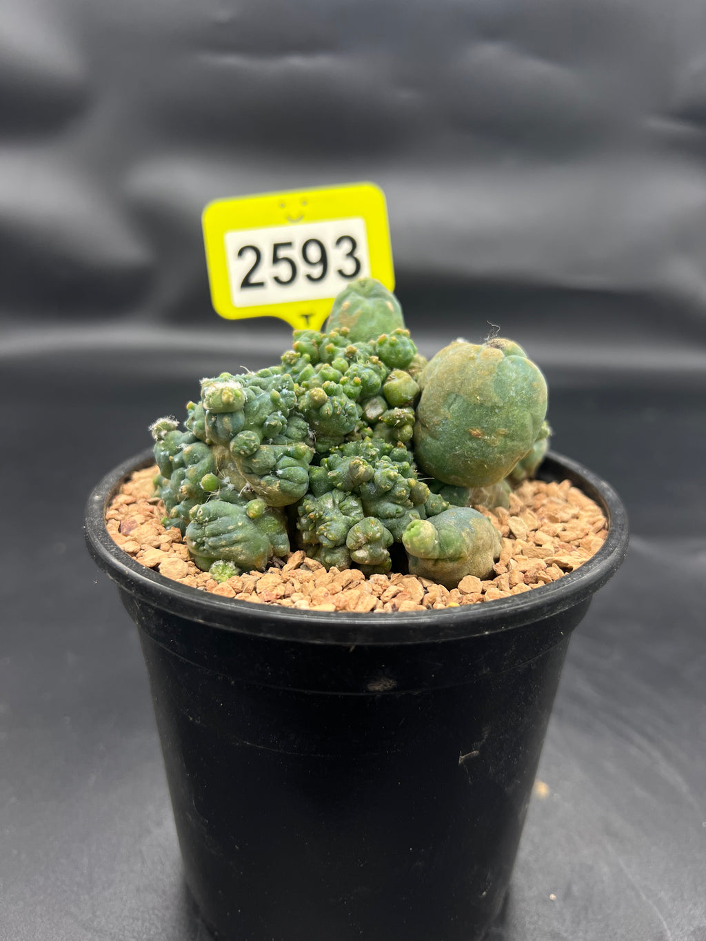 Monstrose Penis Cactus Cluster #2593
