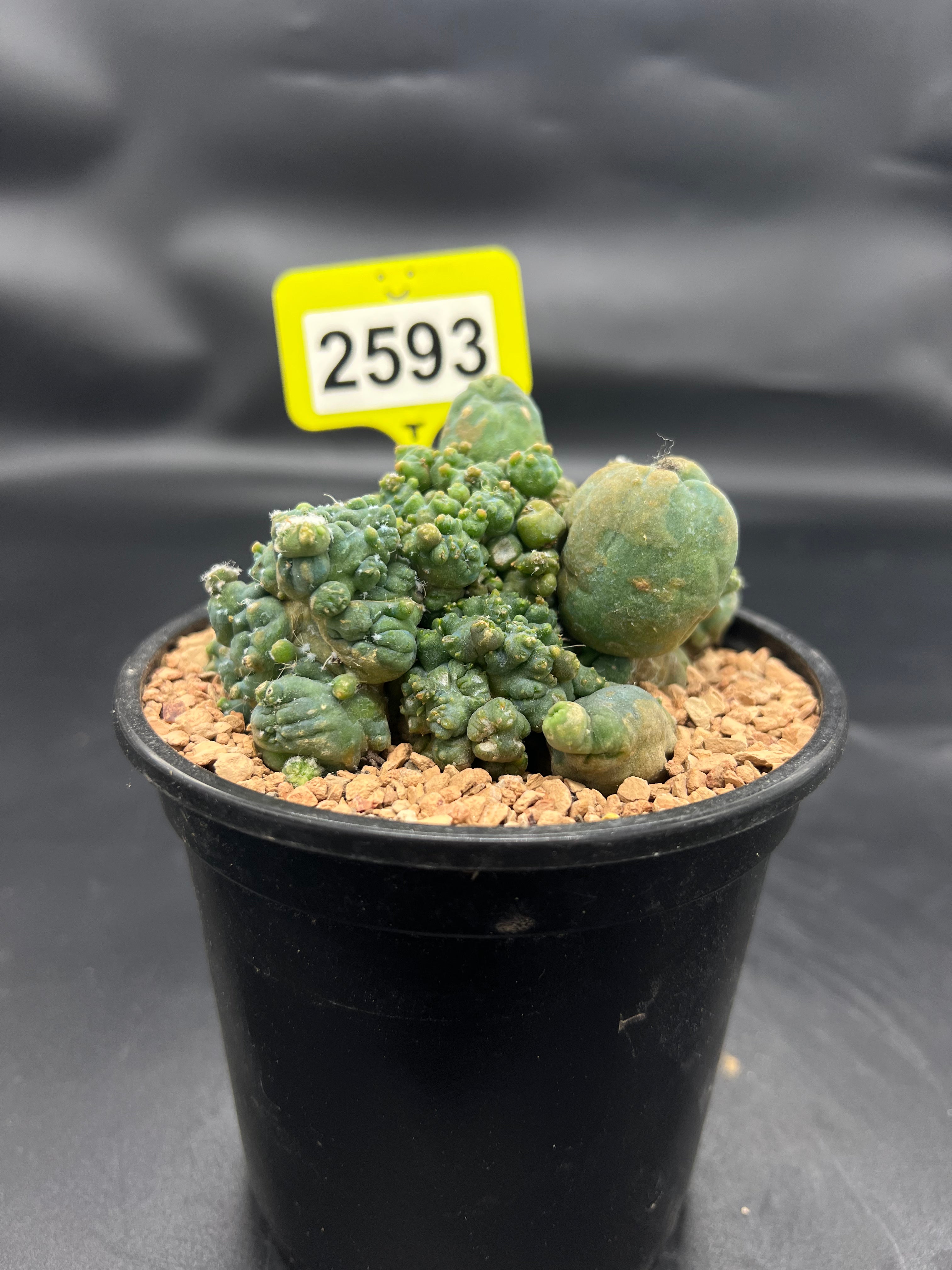 Monstrose Penis Cactus Cluster #2593