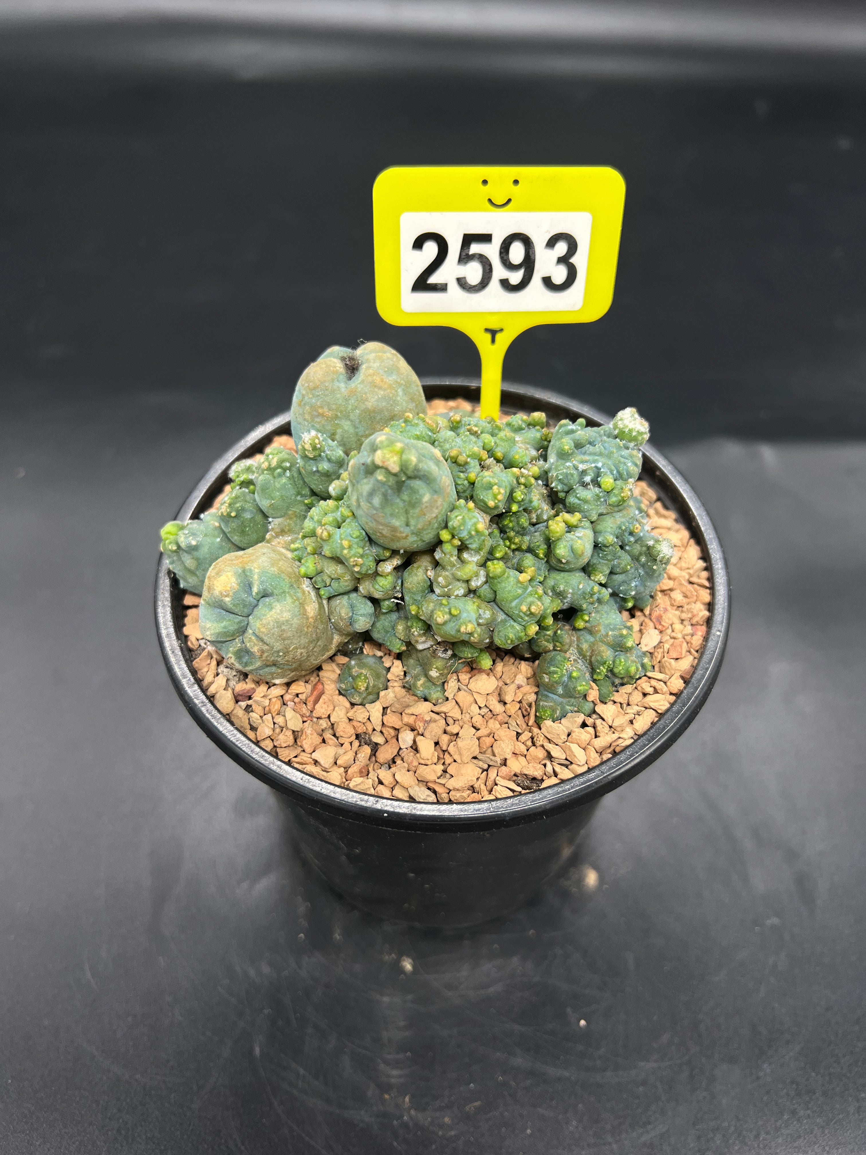 Monstrose Penis Cactus Cluster #2593