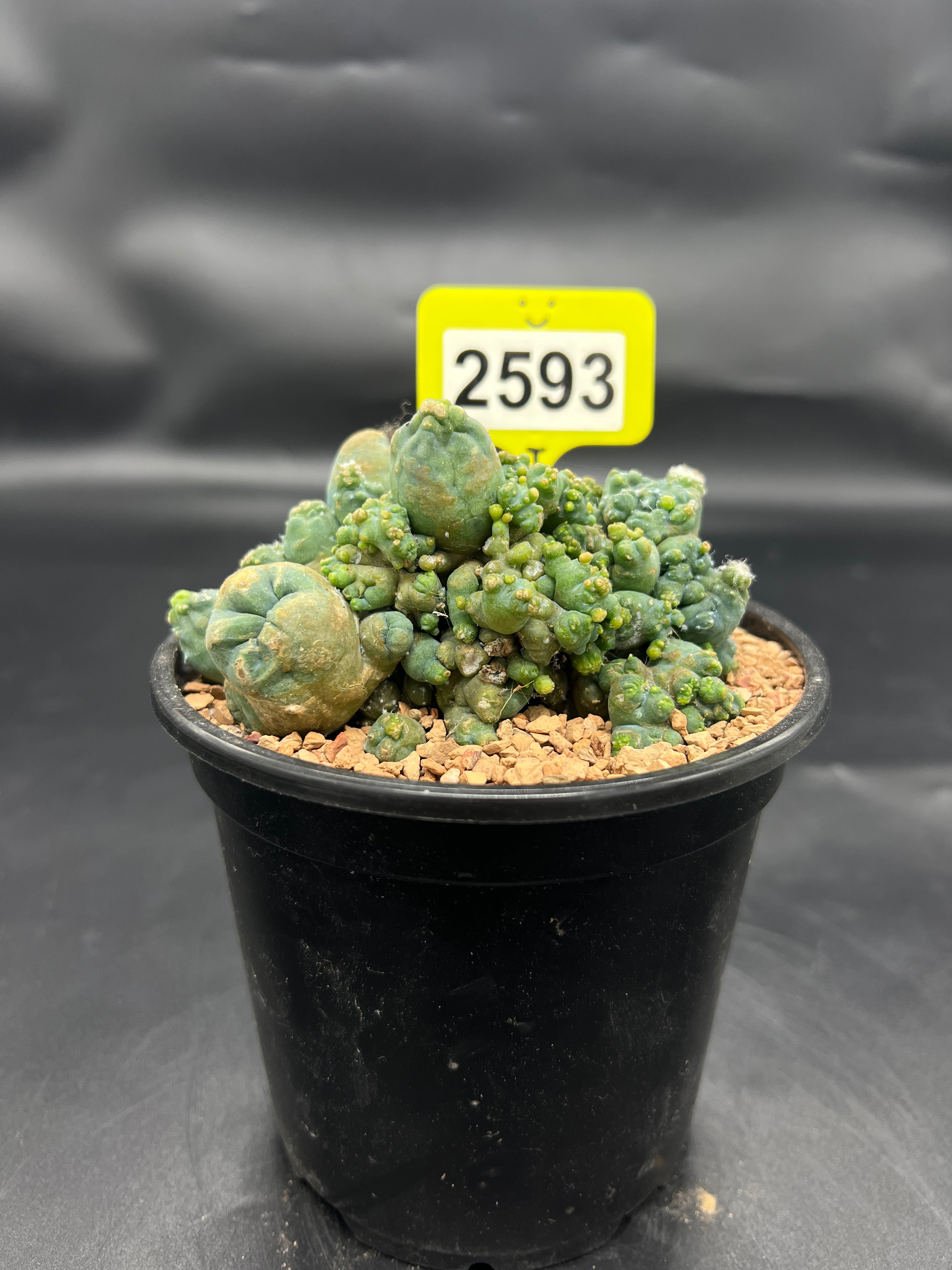 Monstrose Penis Cactus Cluster #2593