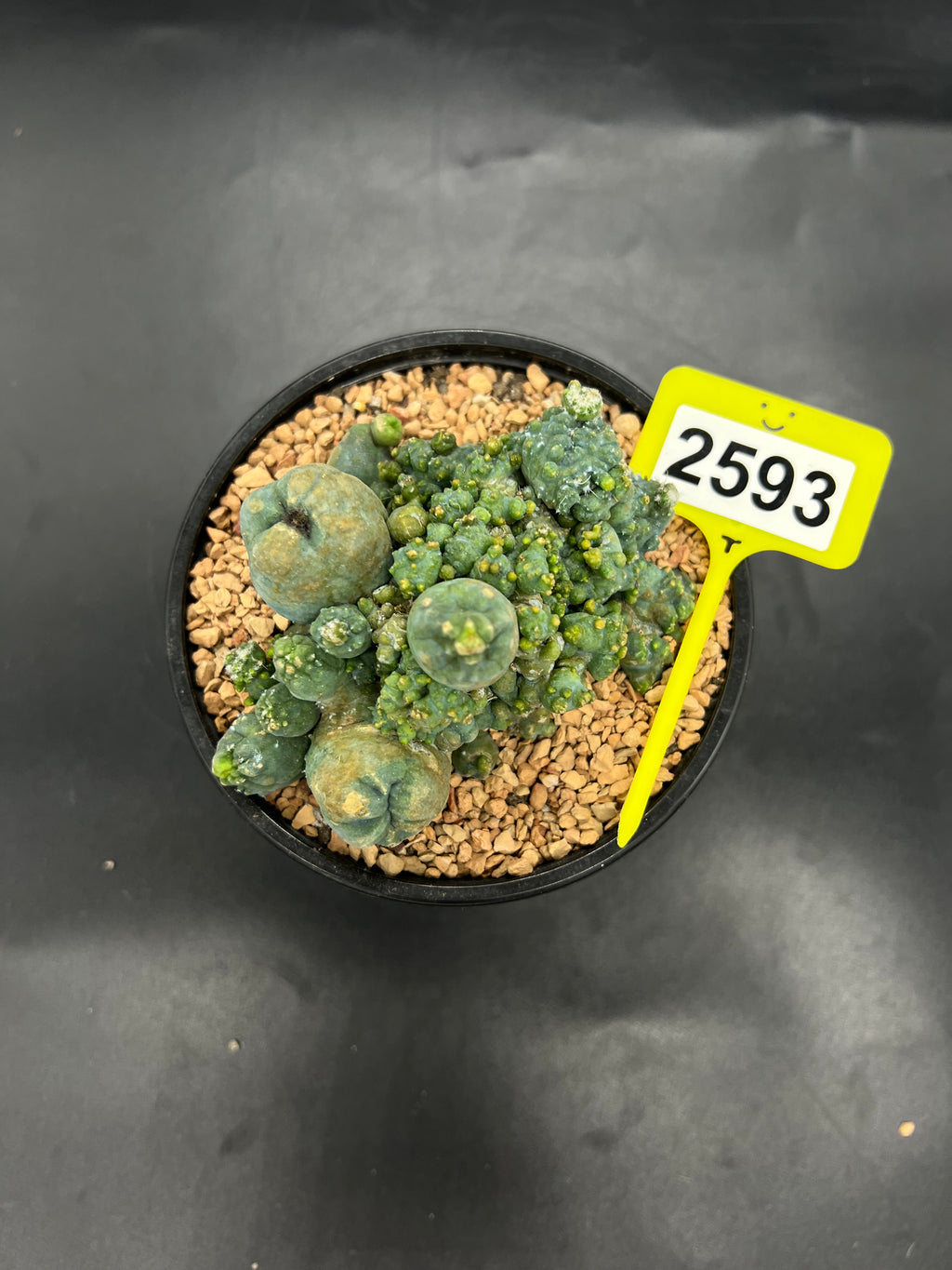 Monstrose Penis Cactus Cluster #2593