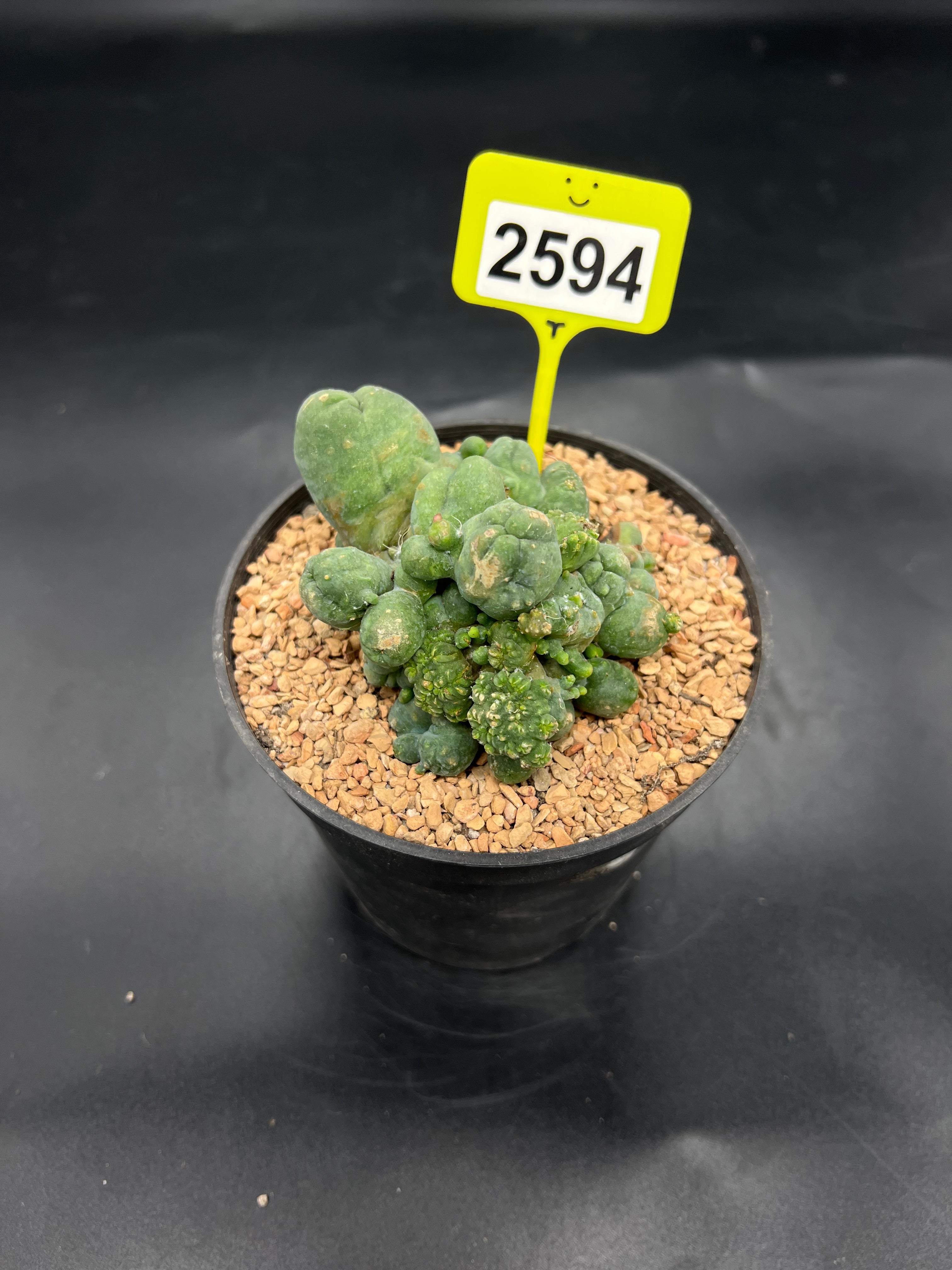 Monstrose Penis Cactus Cluster #2594