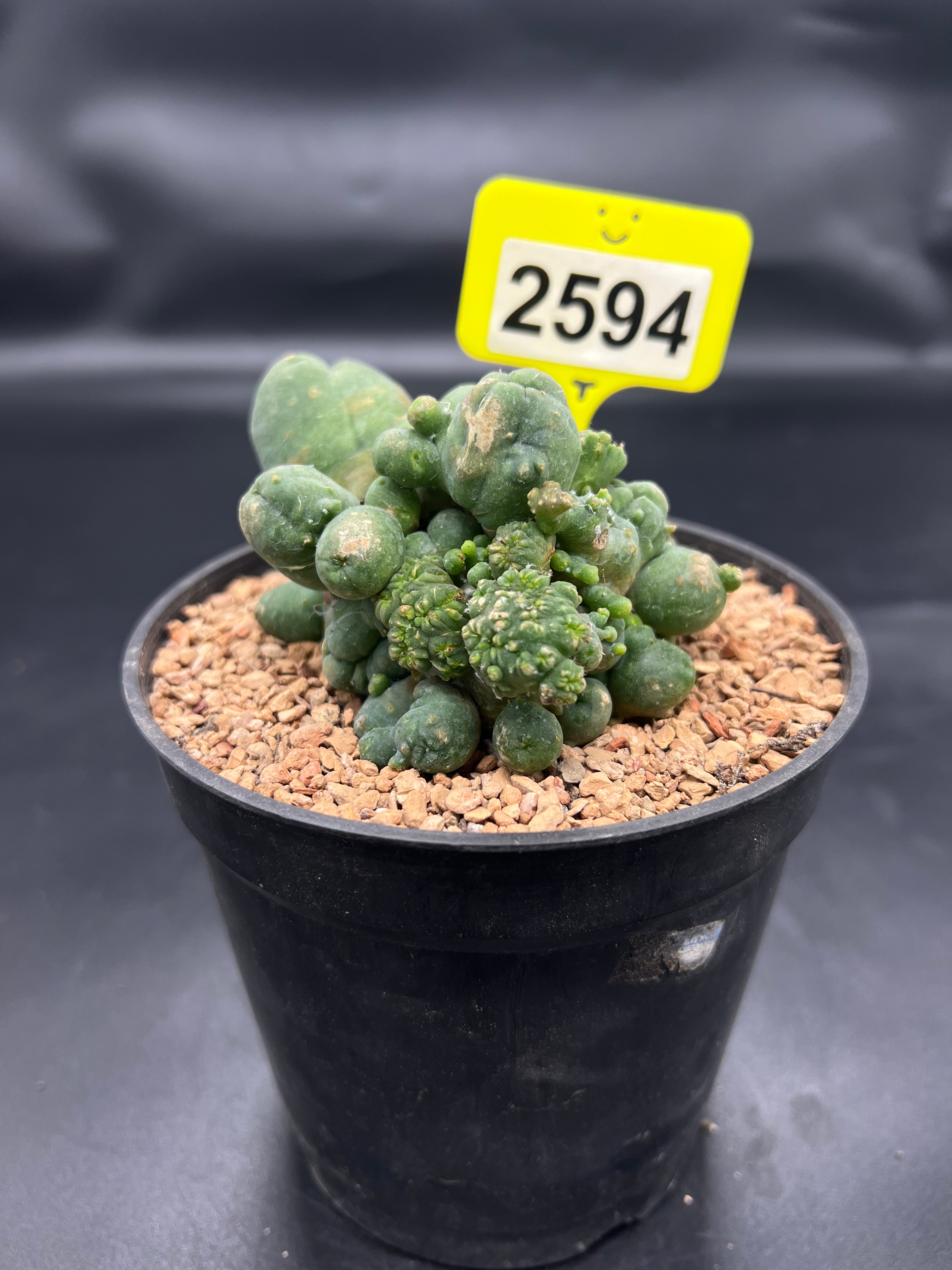 Monstrose Penis Cactus Cluster #2594