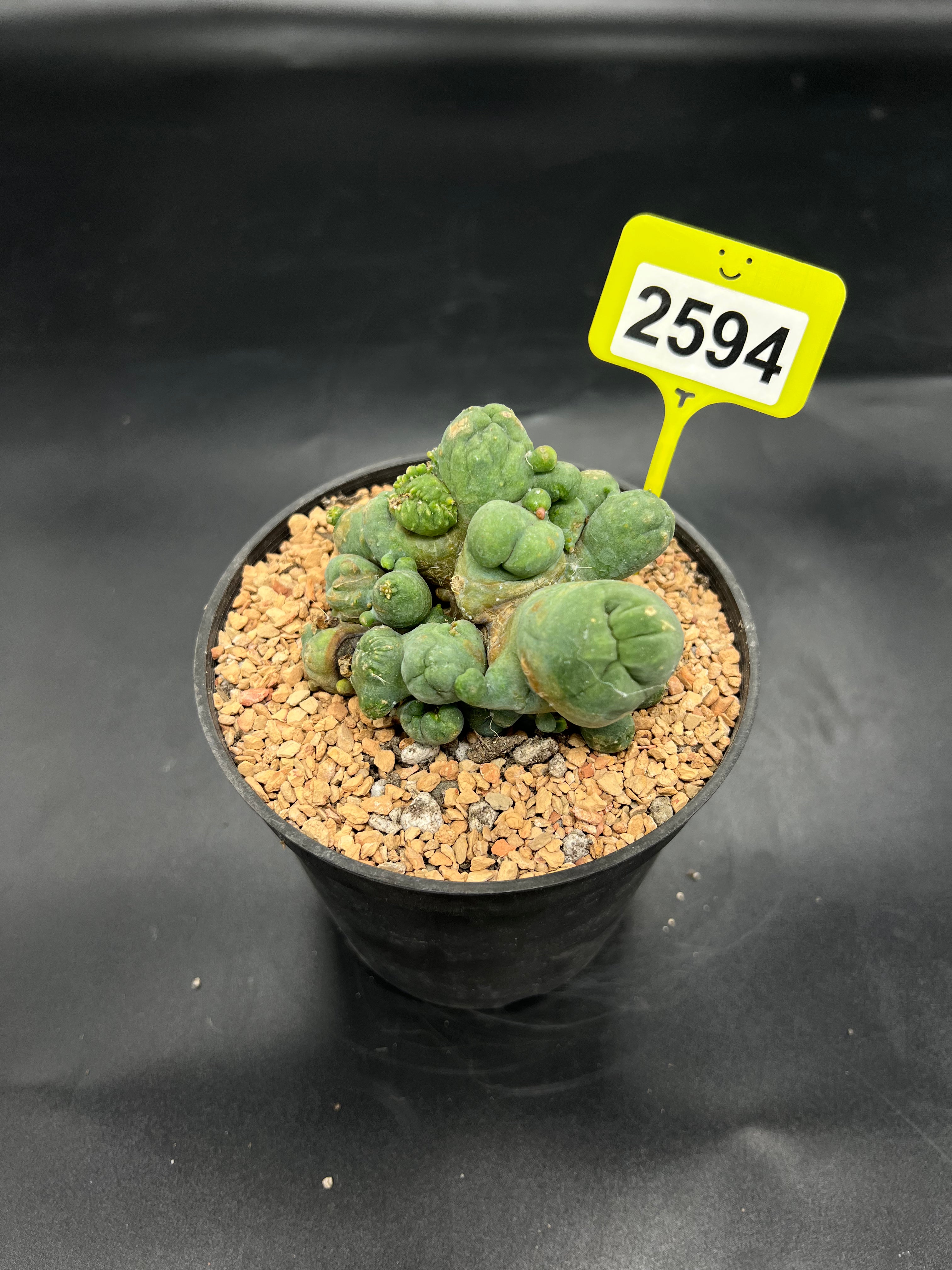 Monstrose Penis Cactus Cluster #2594