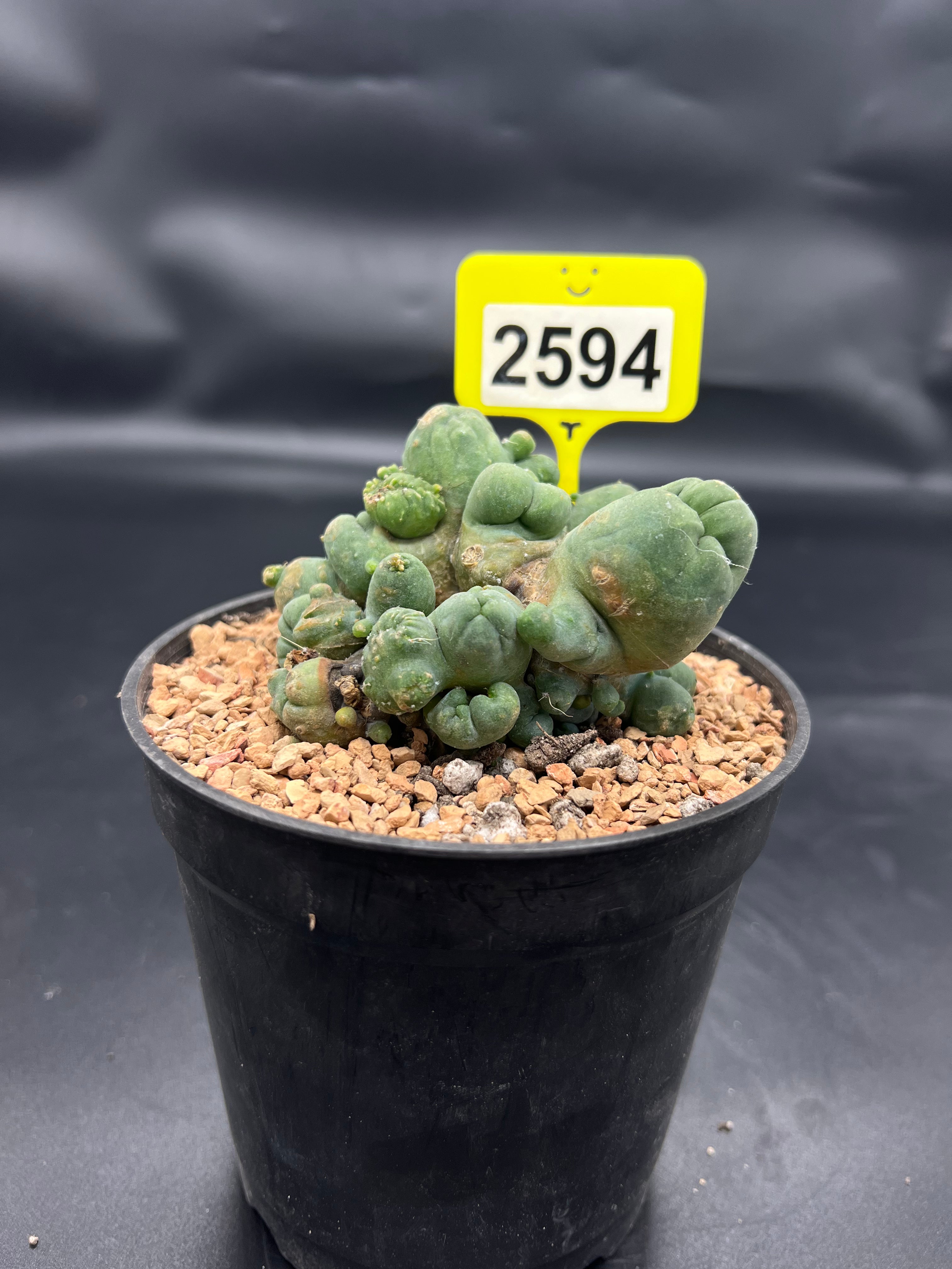 Monstrose Penis Cactus Cluster #2594