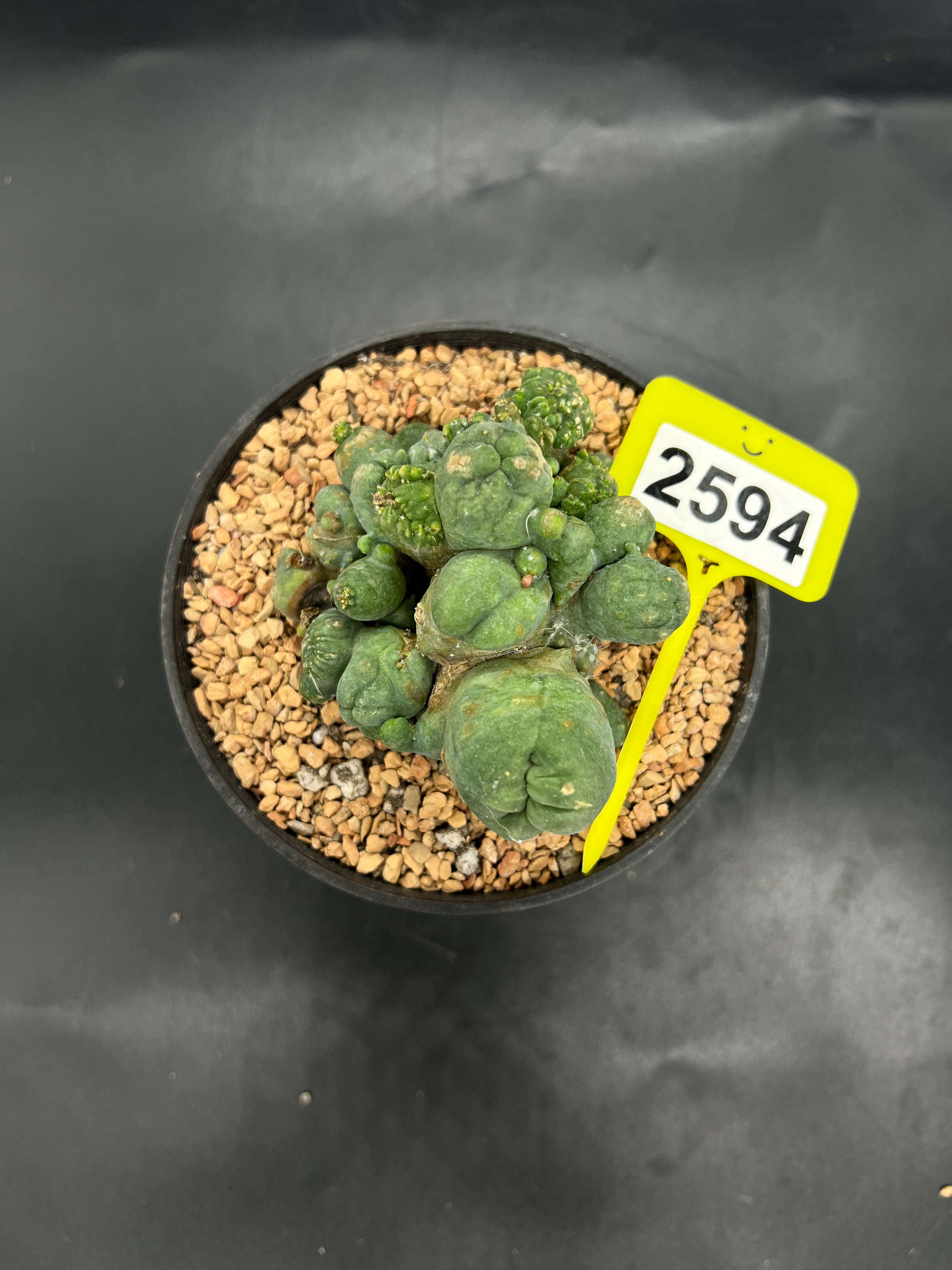 Monstrose Penis Cactus Cluster #2594