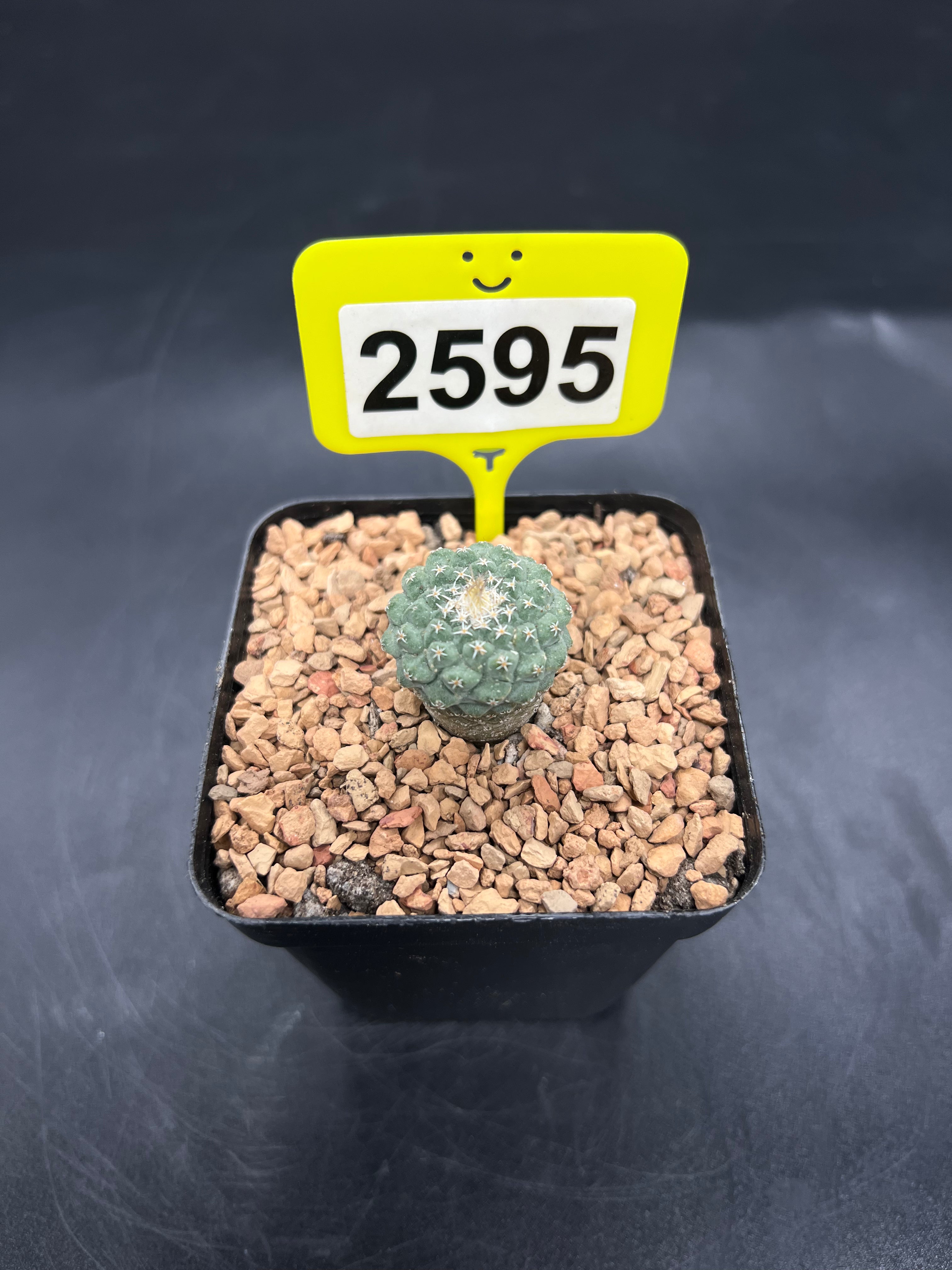 Strombocactus disciformis #2595