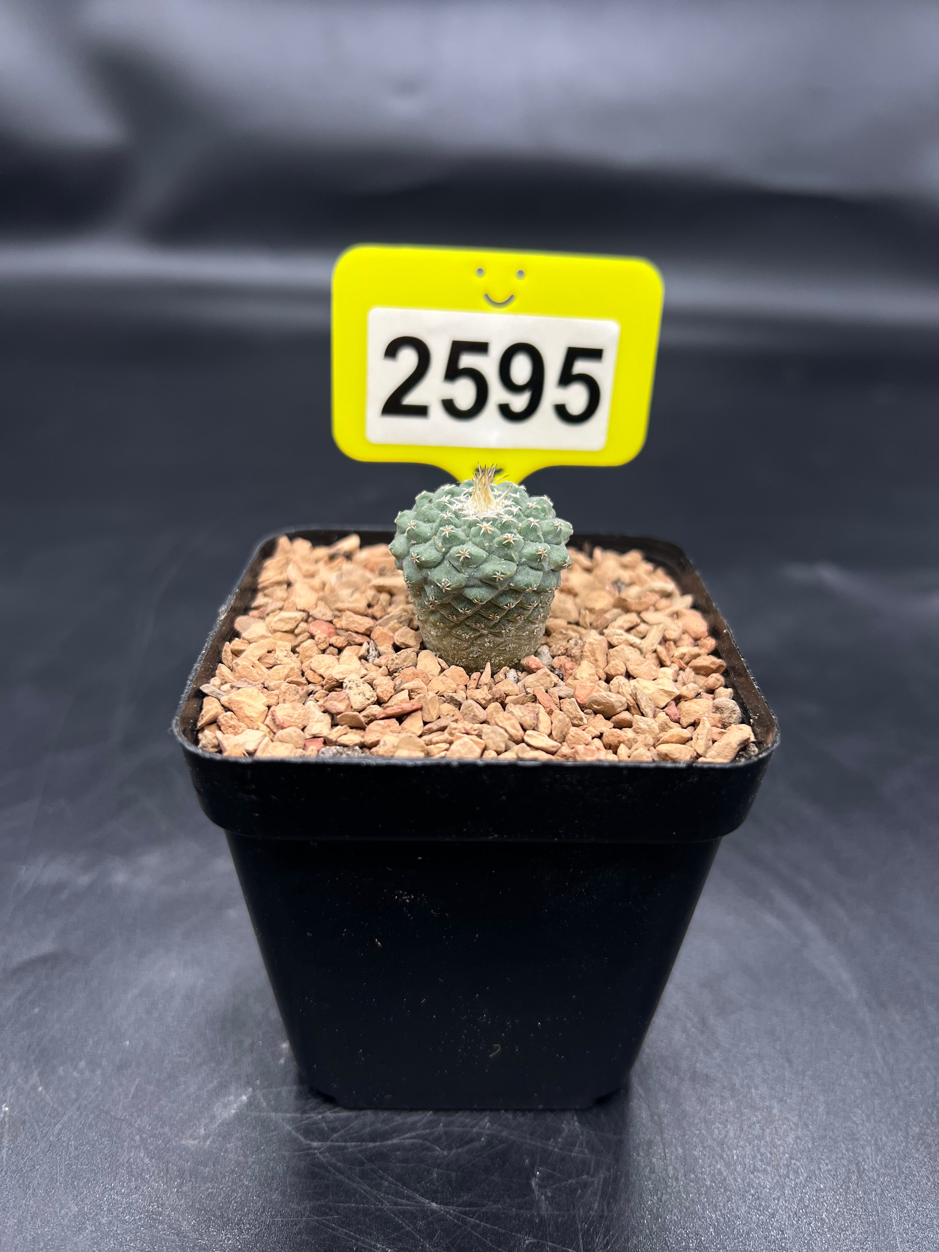 Strombocactus disciformis #2595