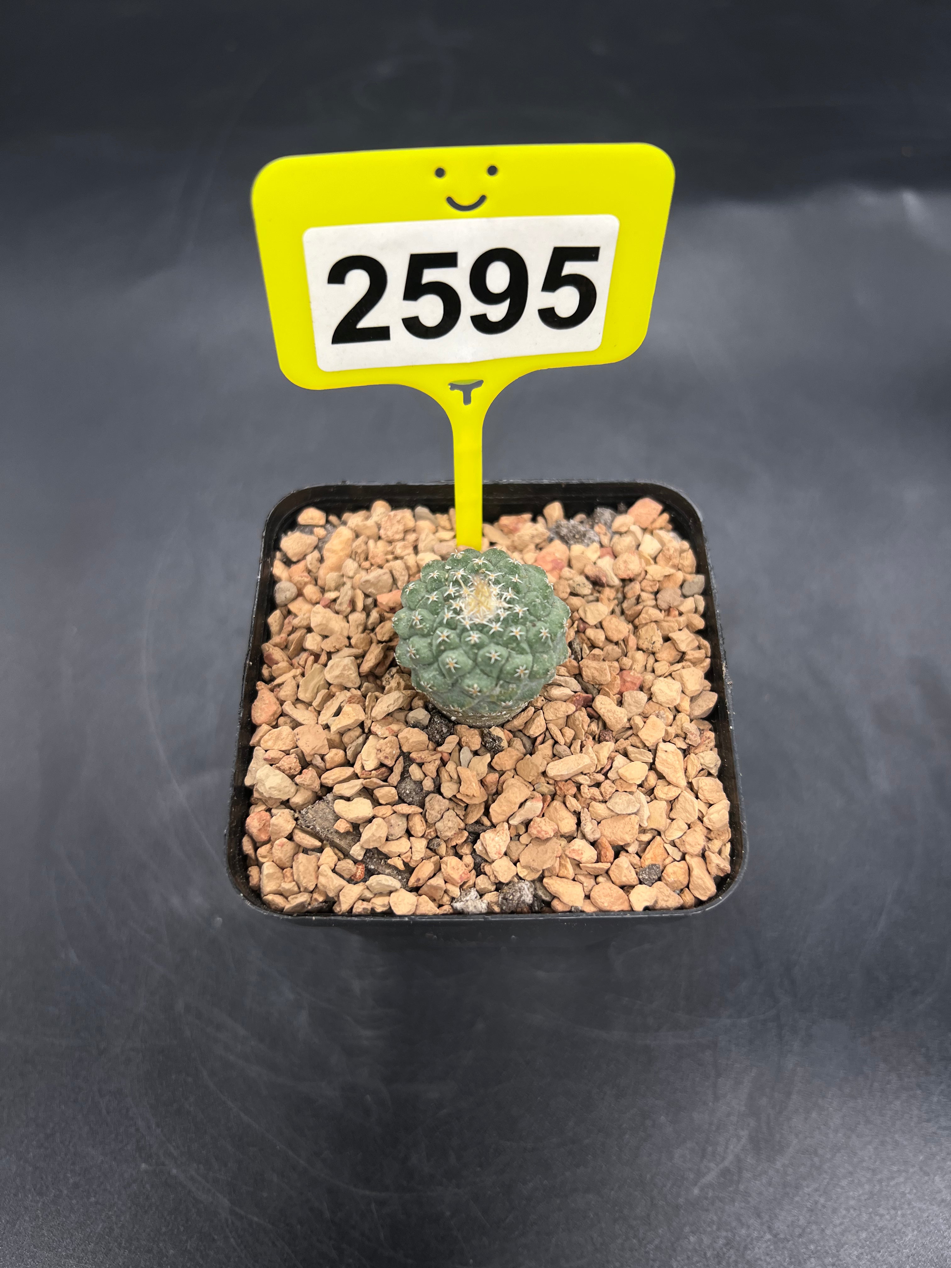 Strombocactus disciformis #2595