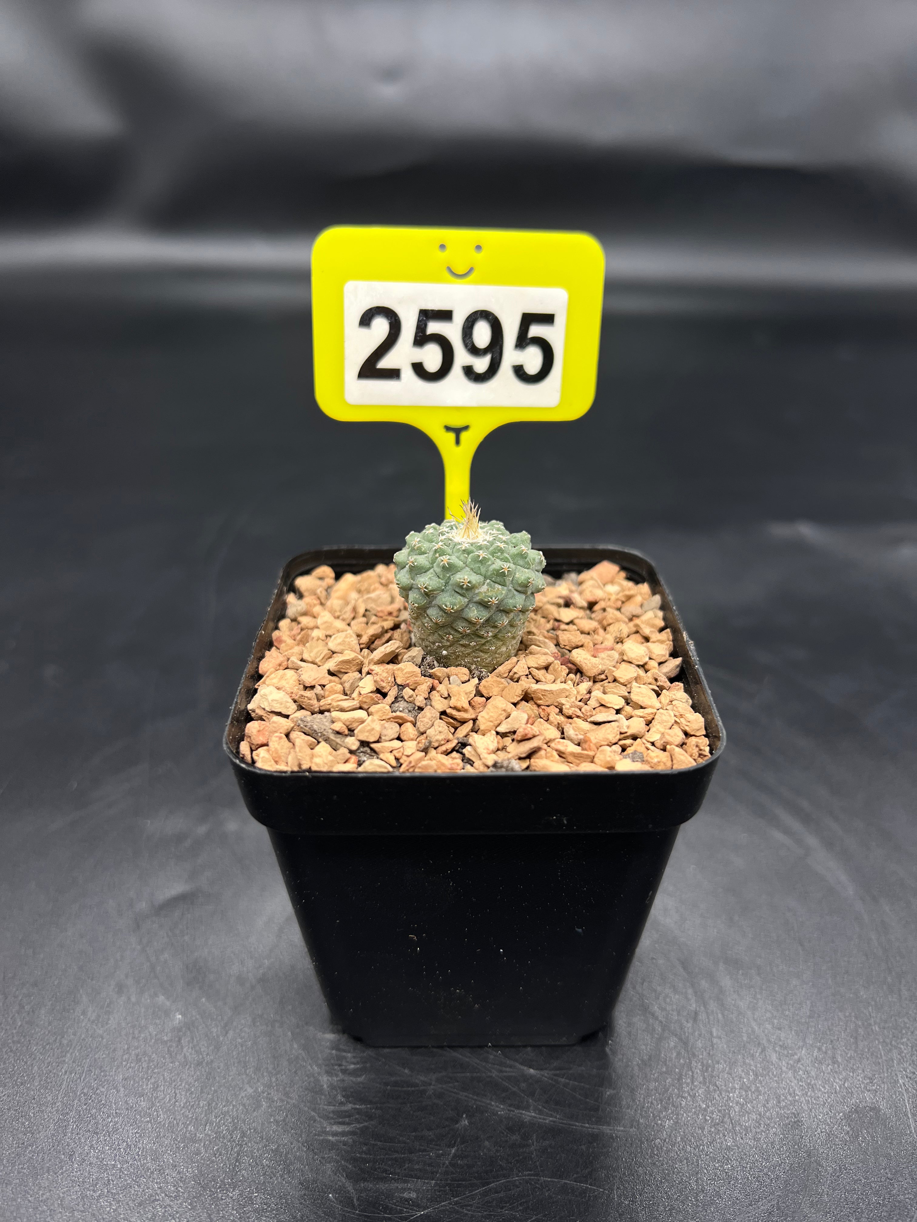 Strombocactus disciformis #2595