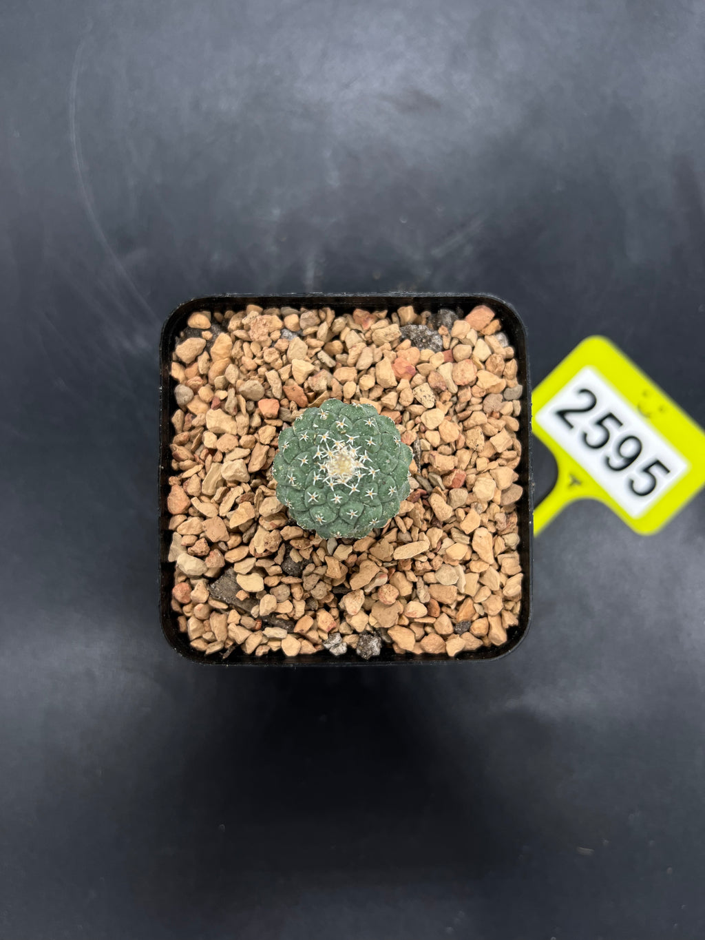 Strombocactus disciformis #2595
