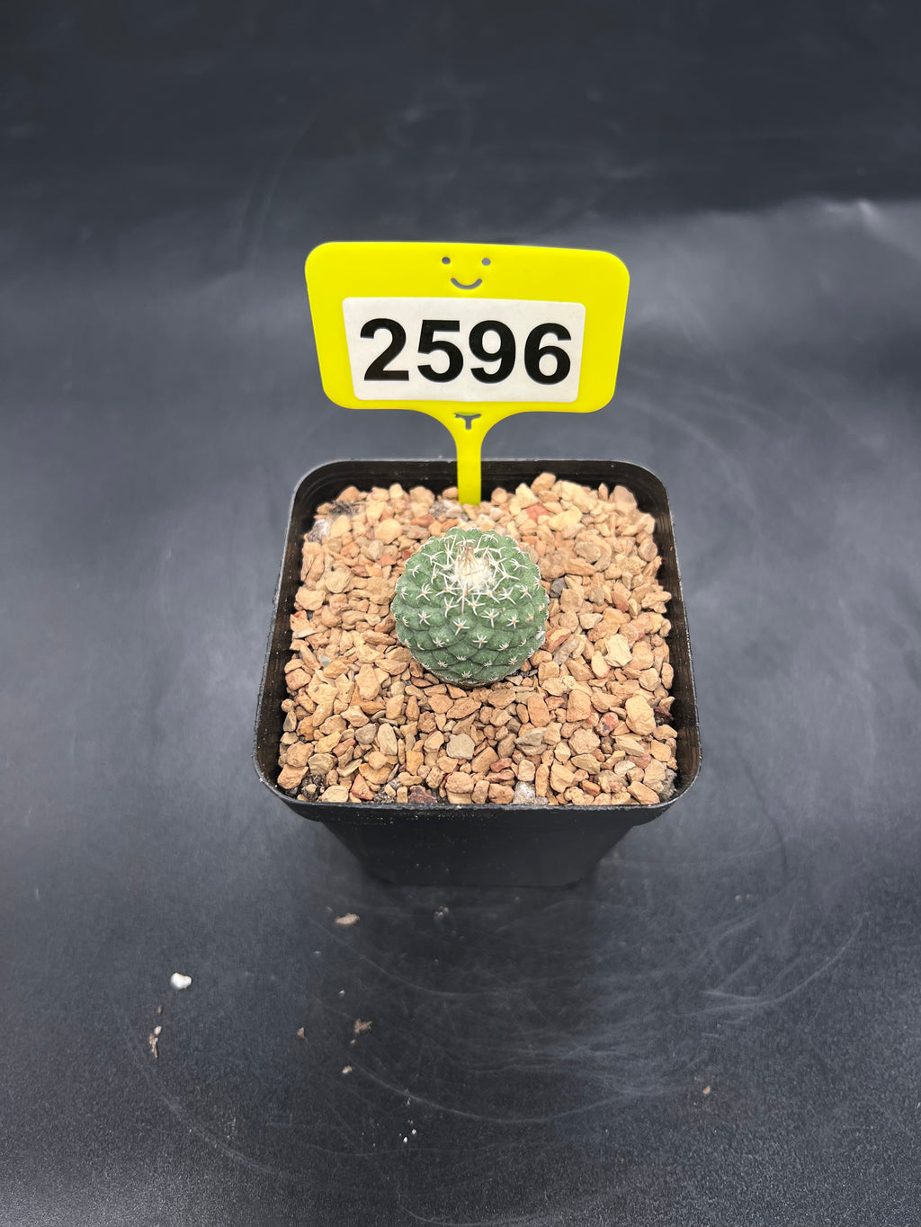 Strombocactus disciformis #2596