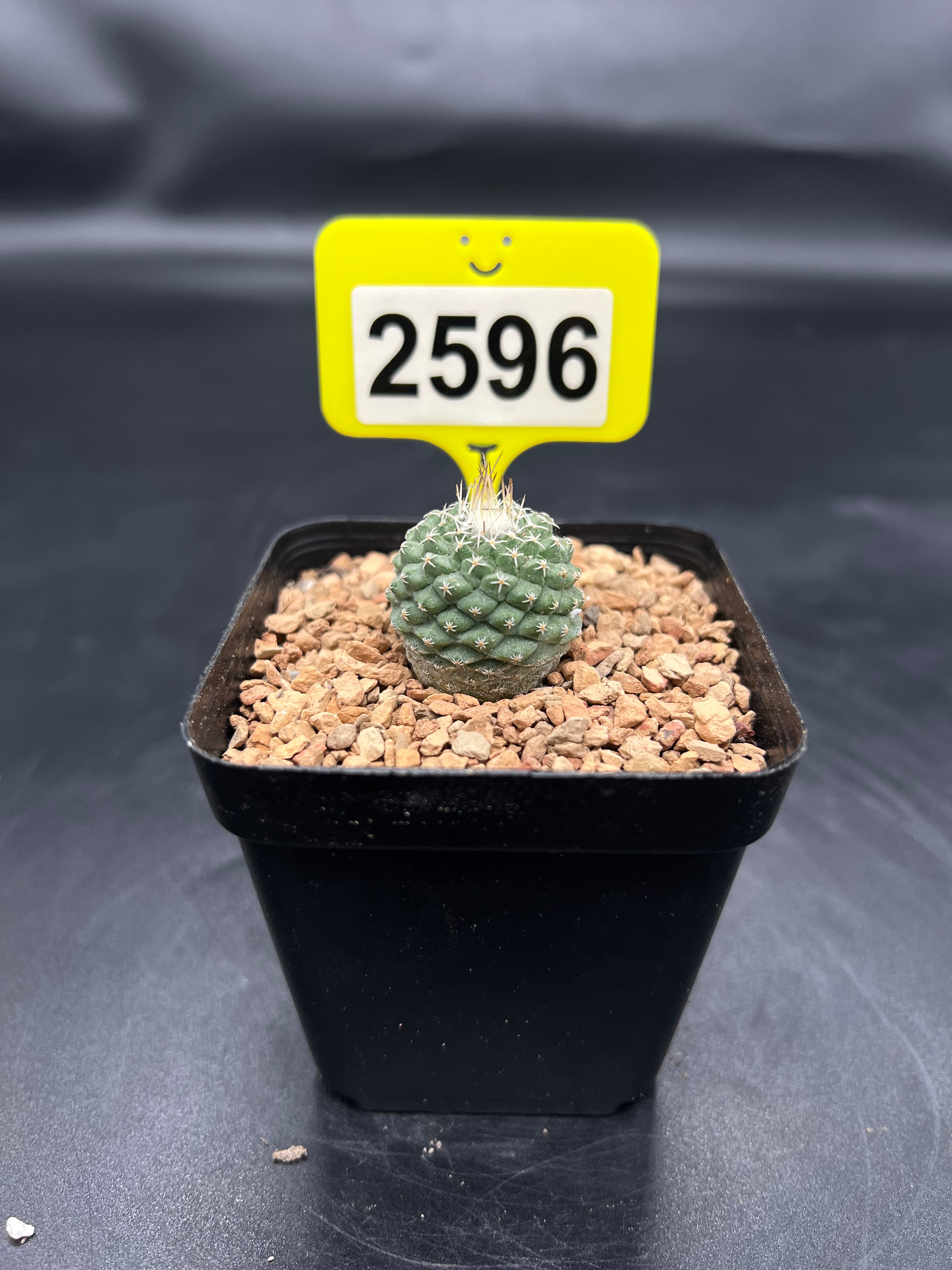 Strombocactus disciformis #2596