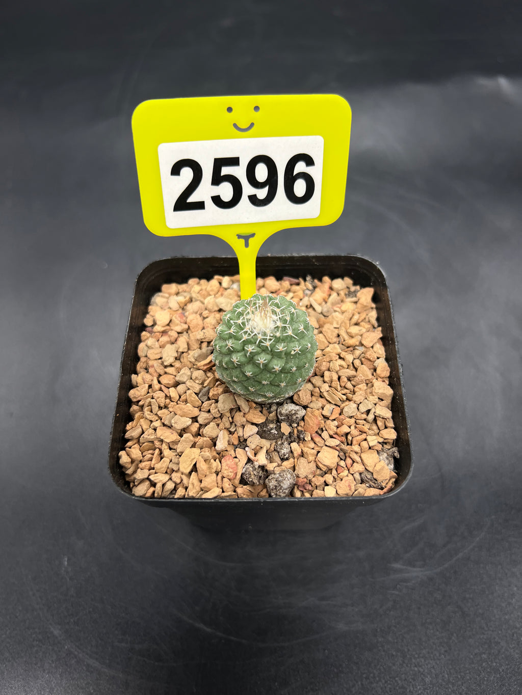 Strombocactus disciformis #2596