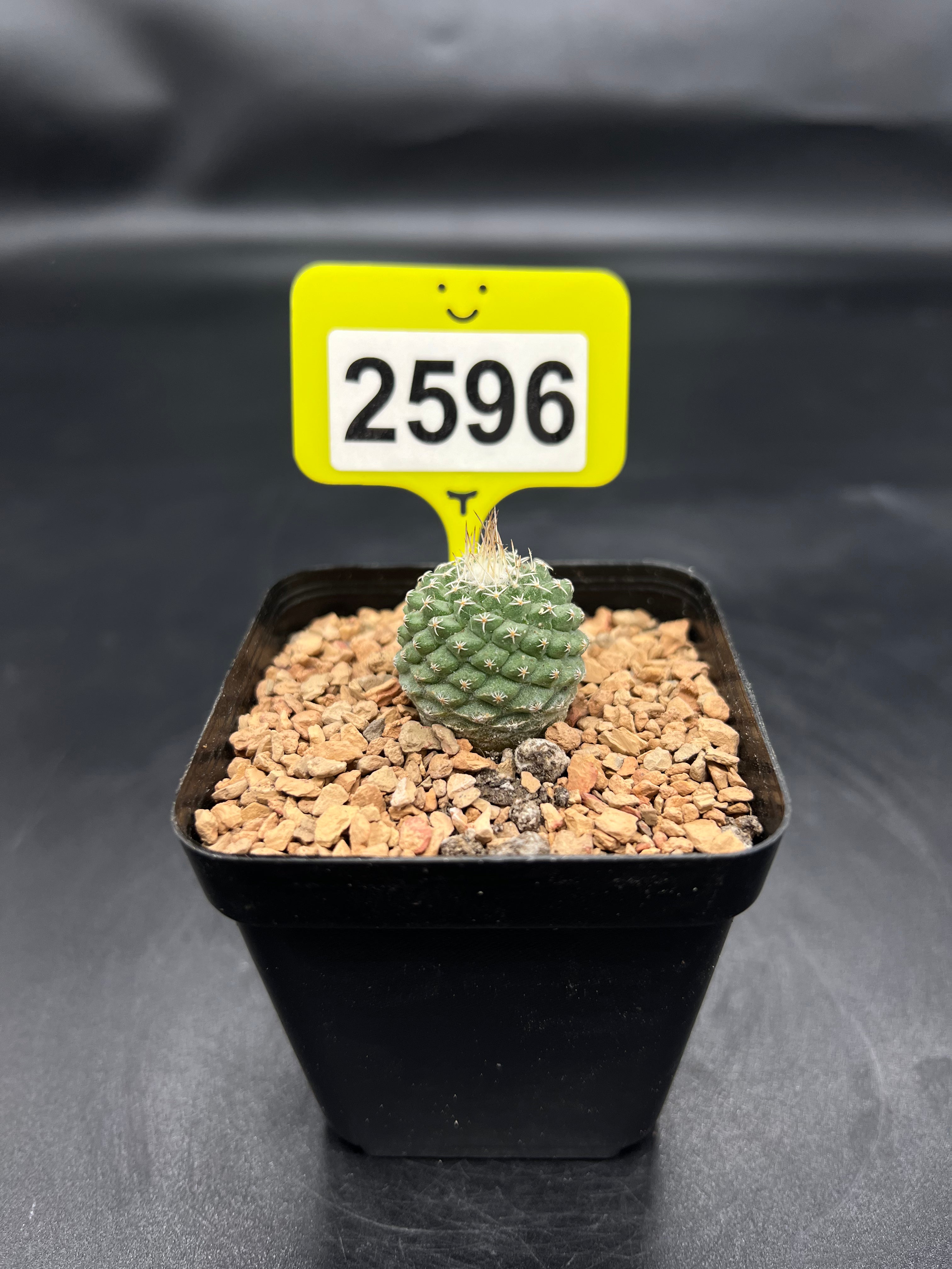 Strombocactus disciformis #2596