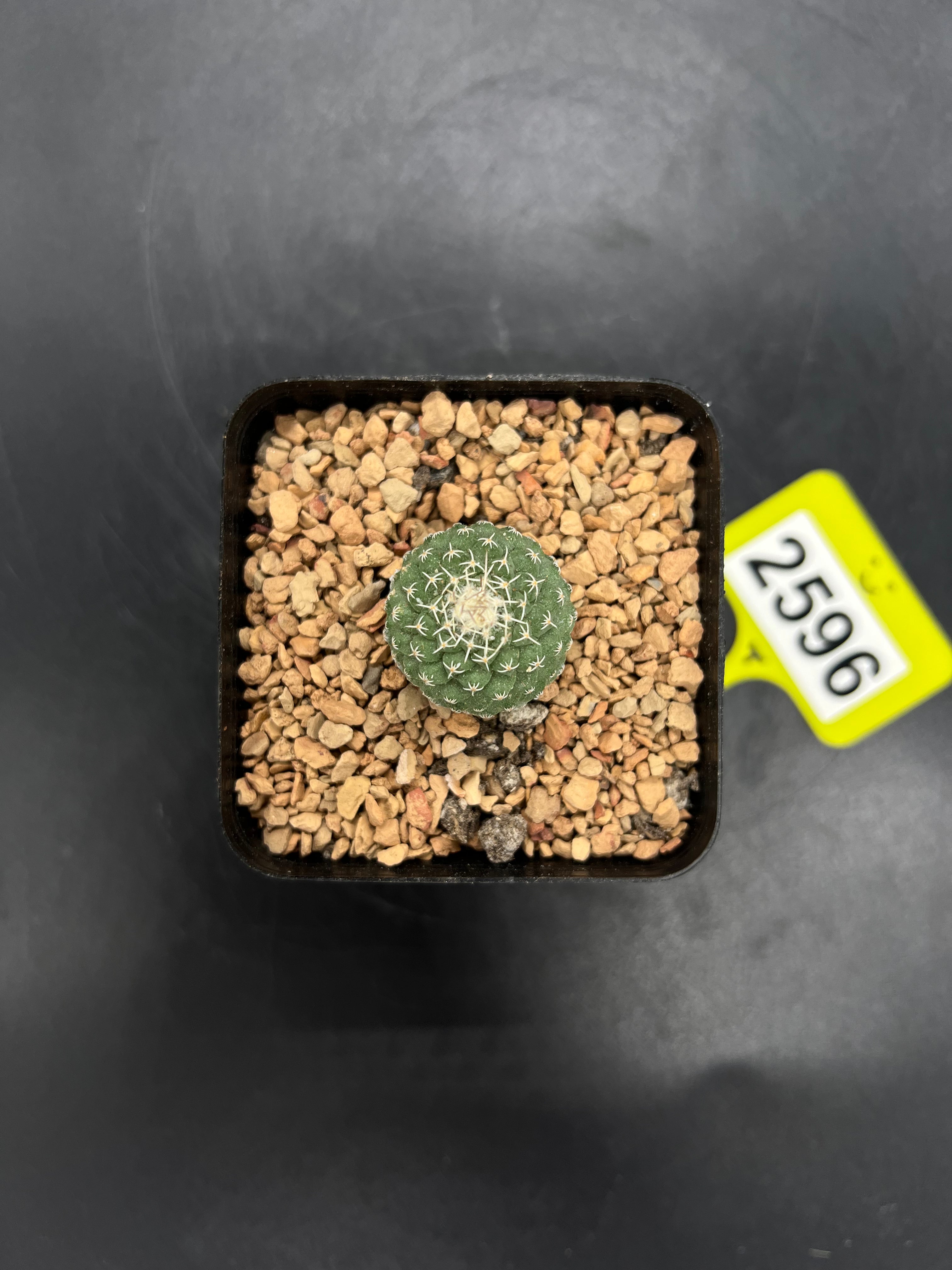 Strombocactus disciformis #2596
