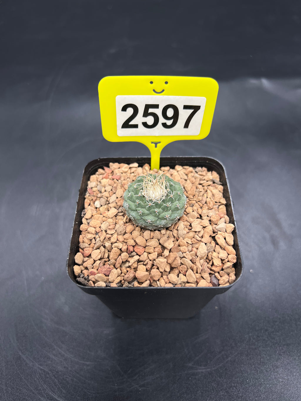 Strombocactus disciformis #2597