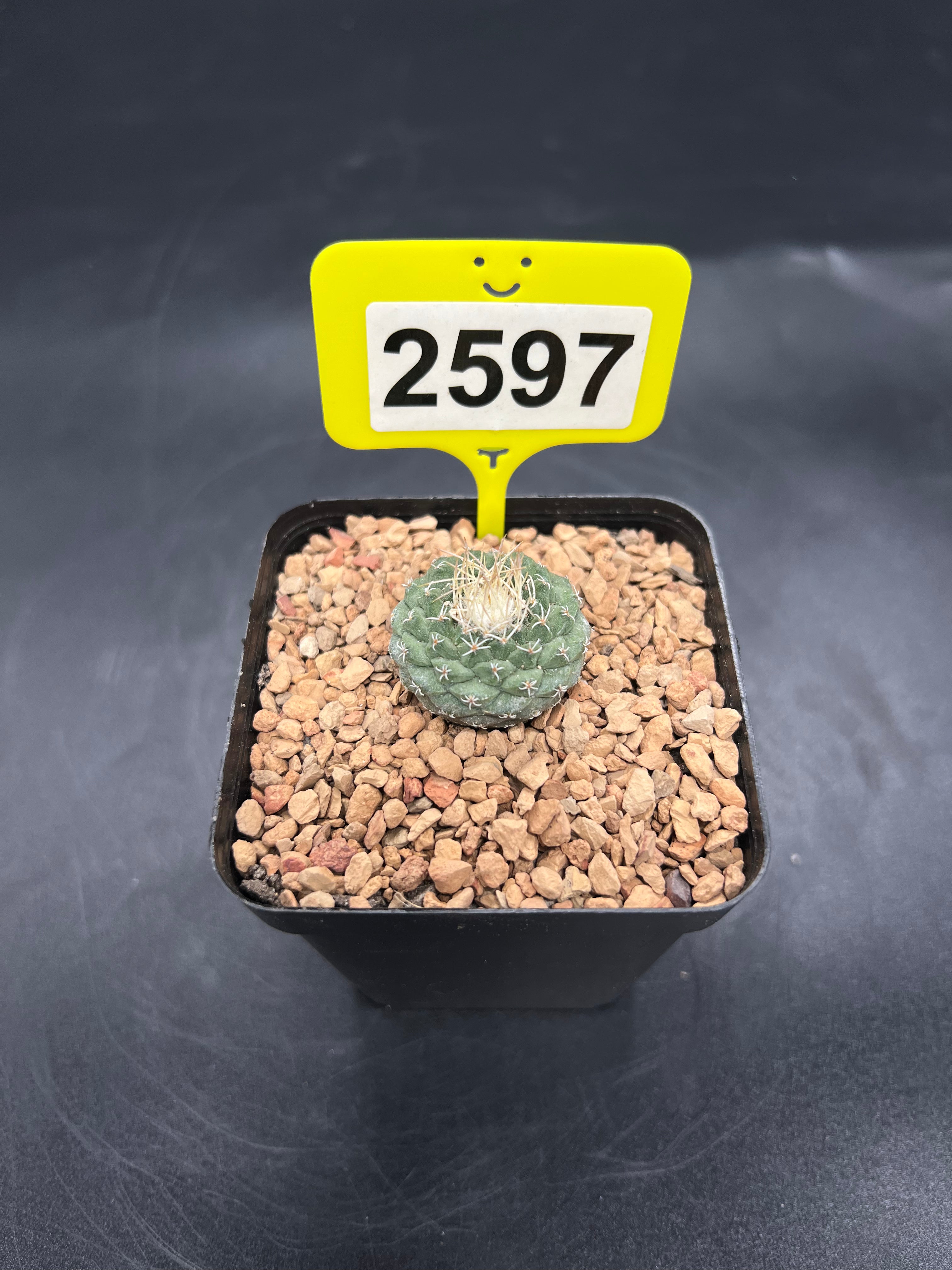Strombocactus disciformis #2597