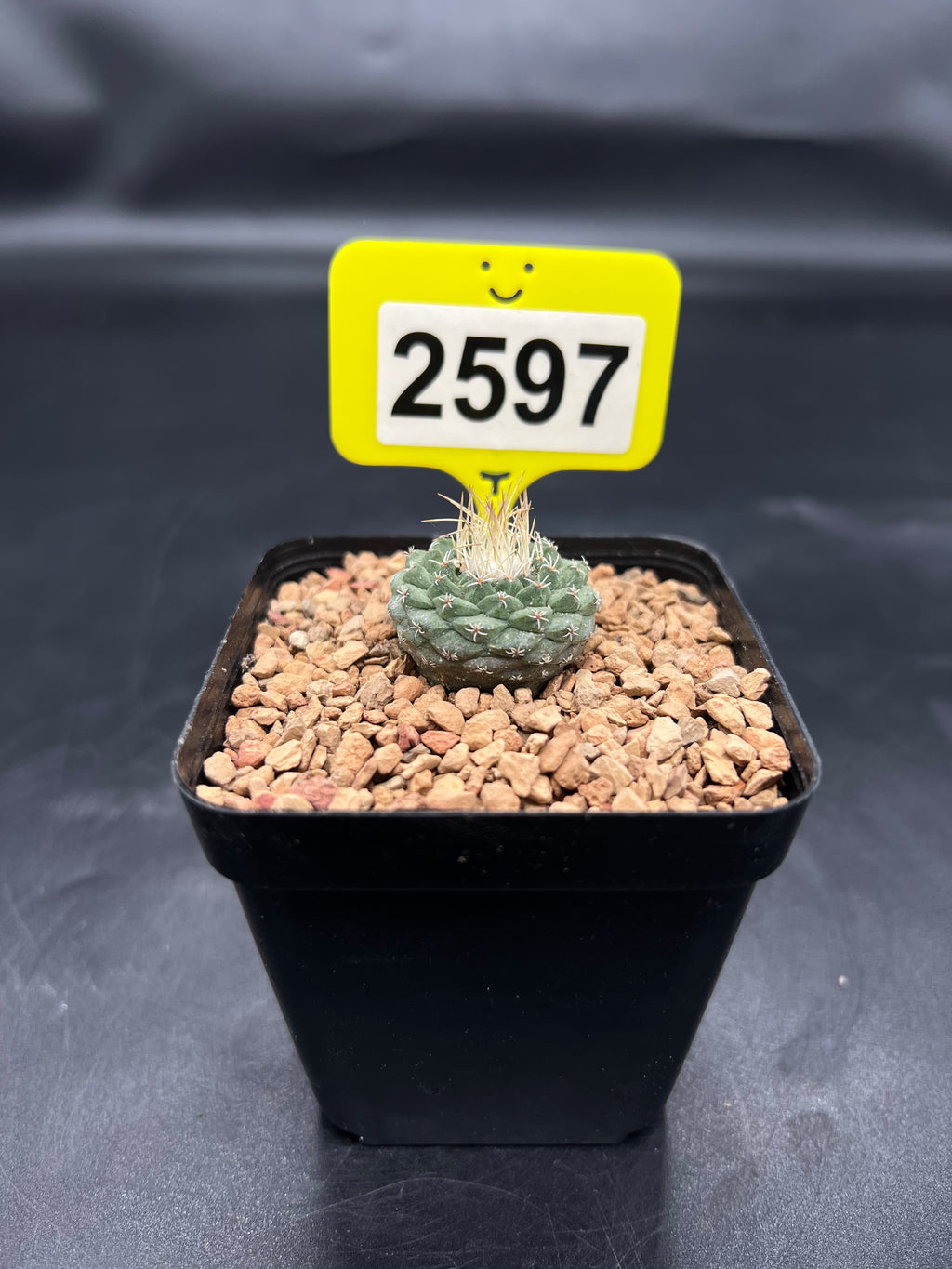 Strombocactus disciformis #2597