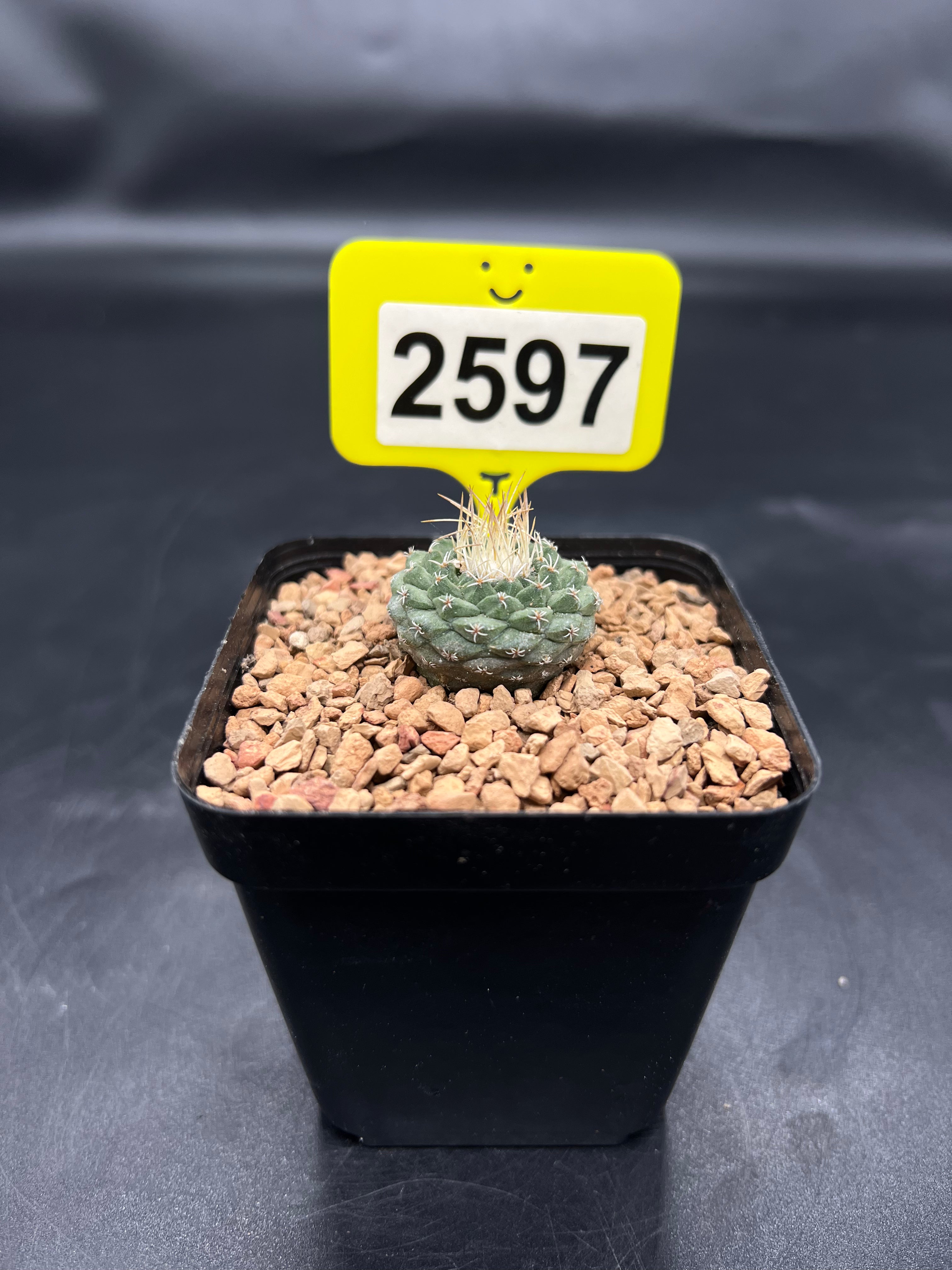 Strombocactus disciformis #2597