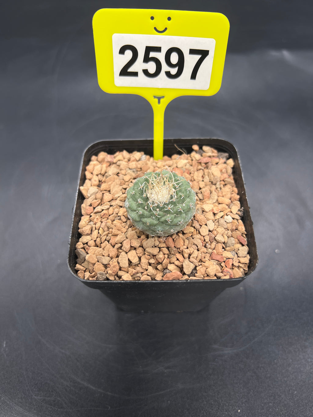 Strombocactus disciformis #2597