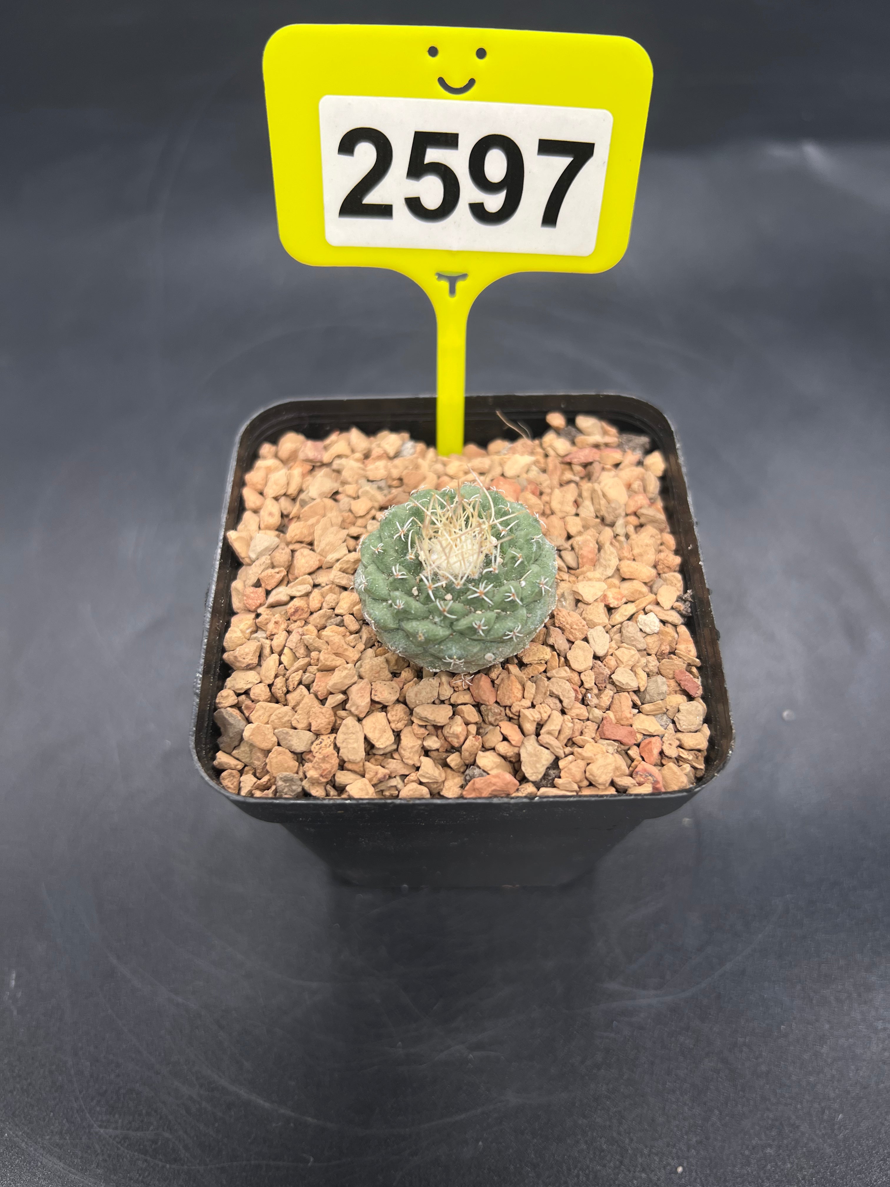 Strombocactus disciformis #2597
