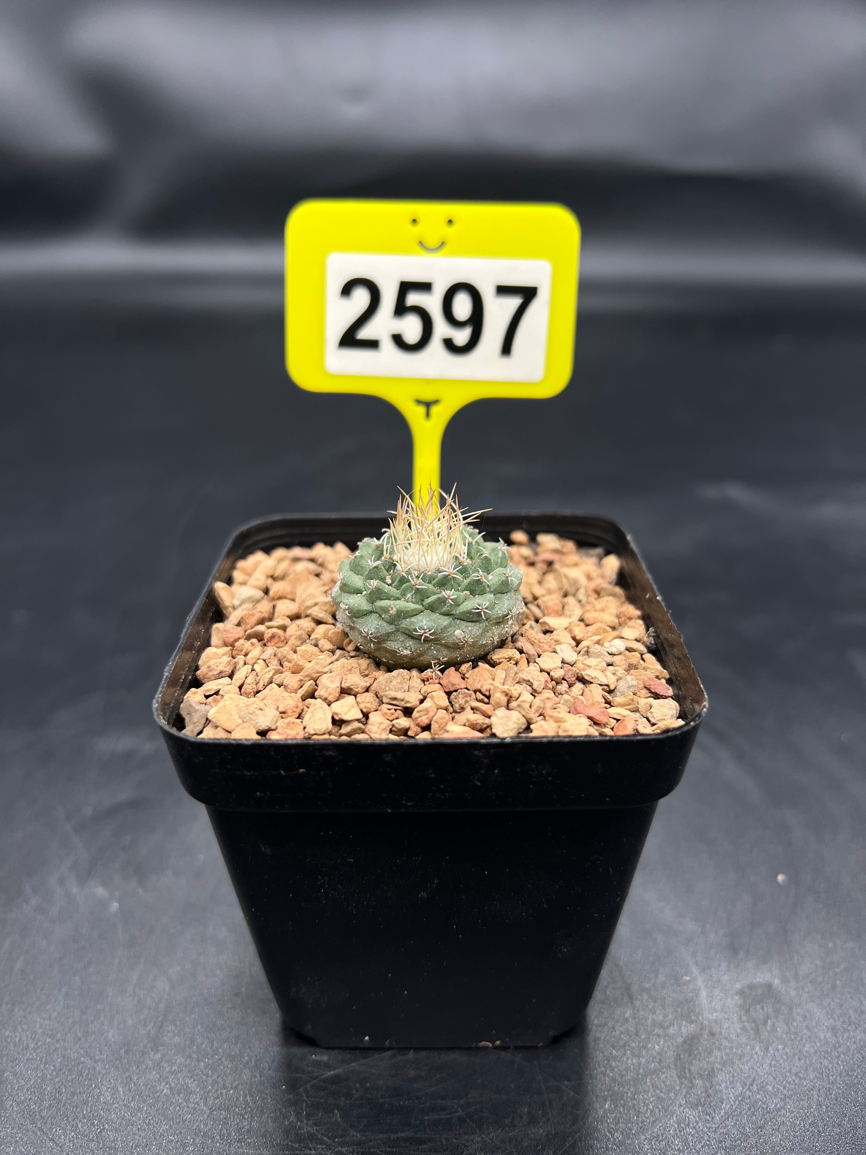 Strombocactus disciformis #2597