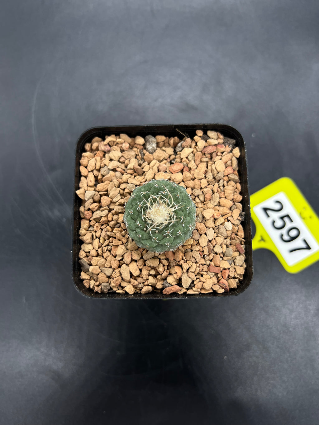 Strombocactus disciformis #2597