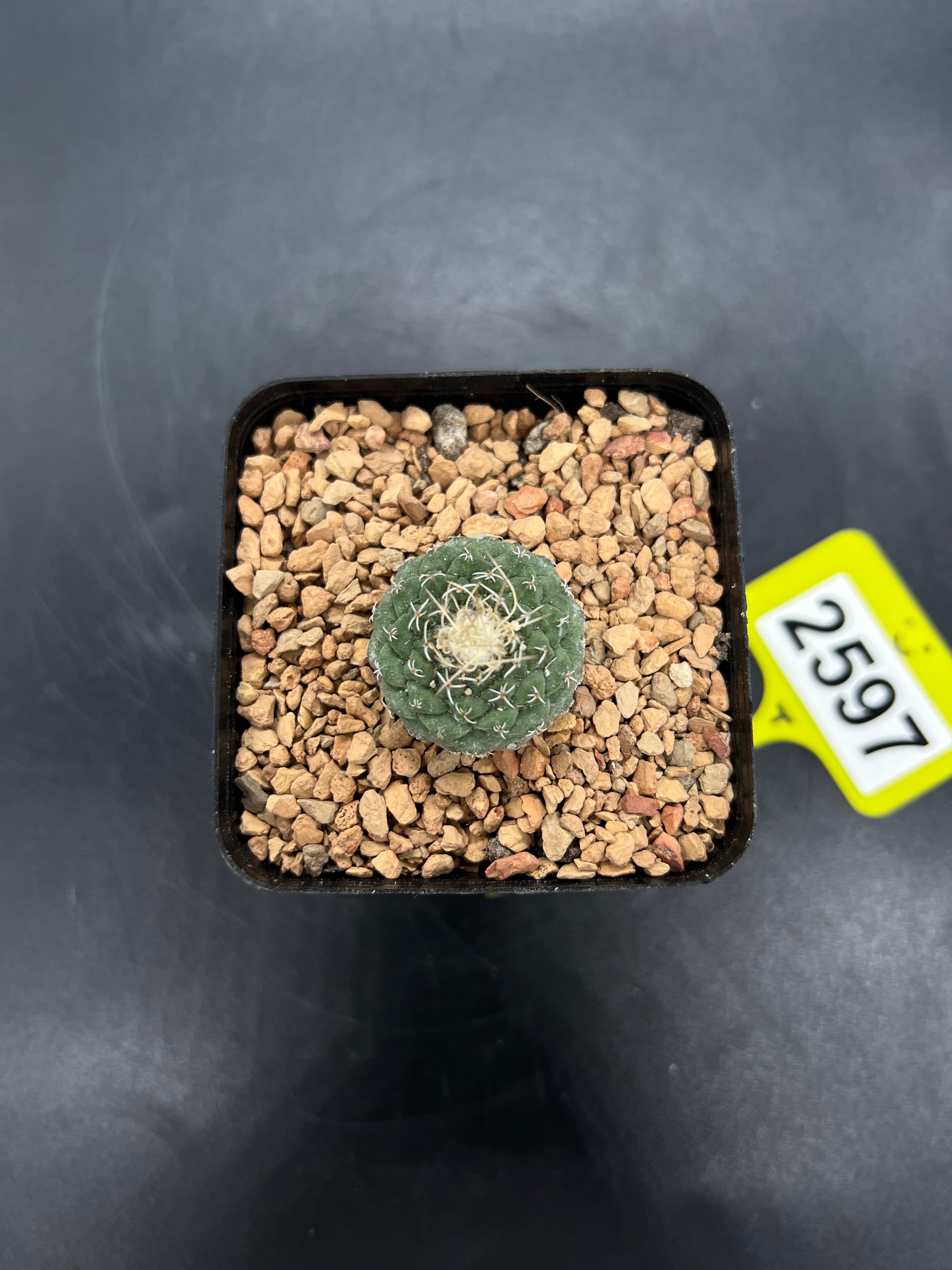 Strombocactus disciformis #2597
