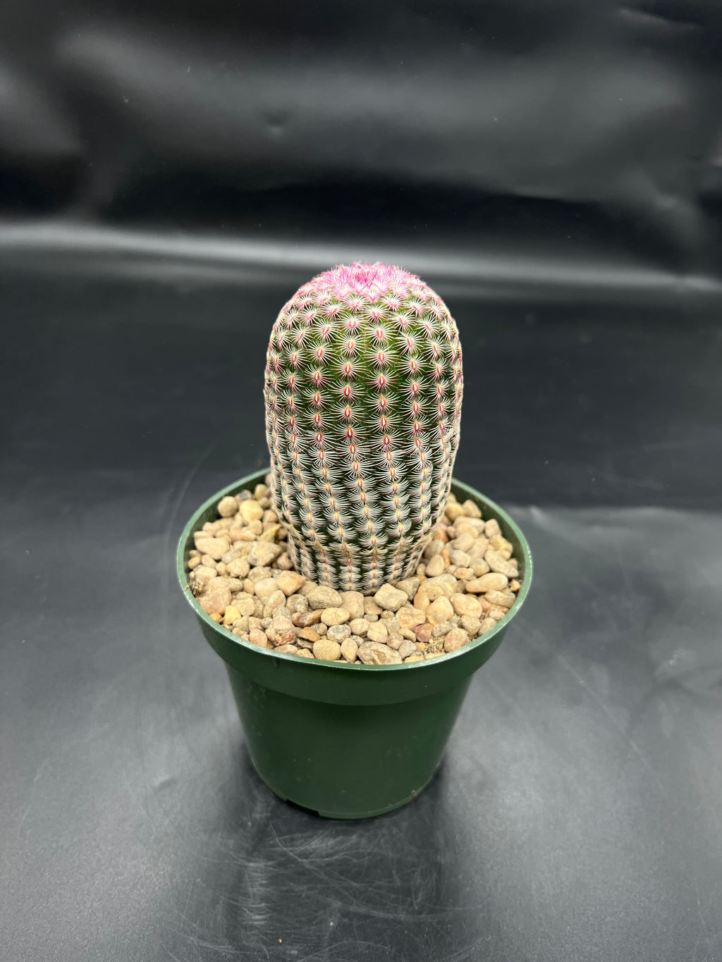 Random Pick Rainbow Cactus (Echinocereus rigidissimus)