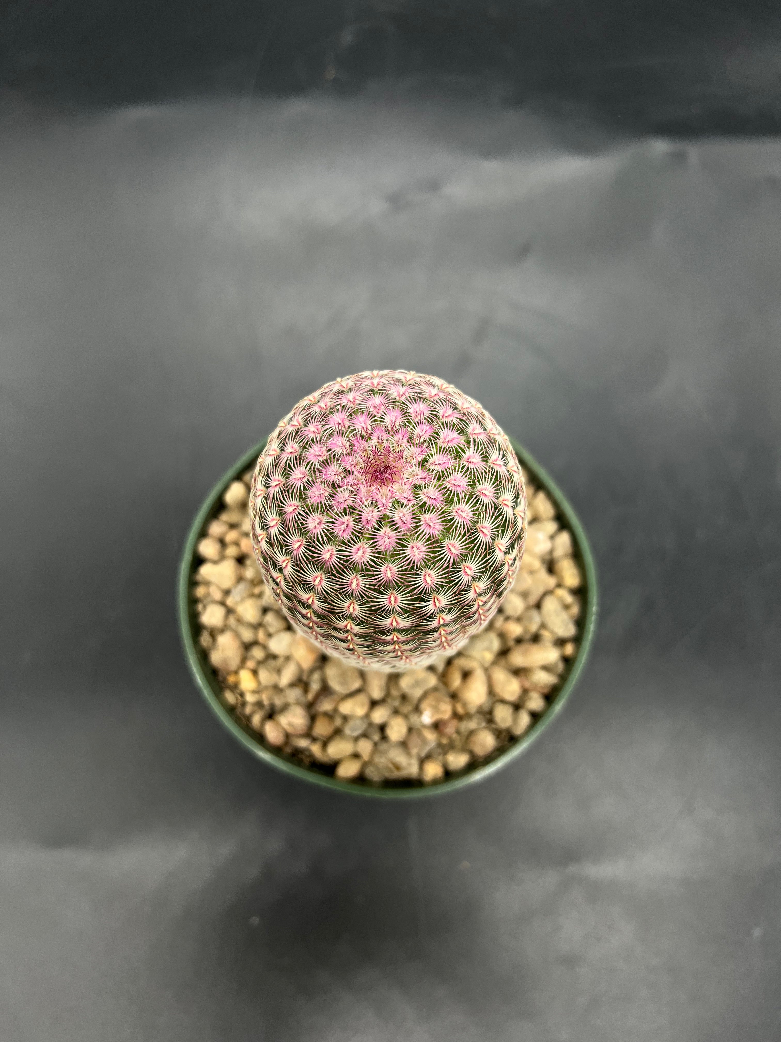 Random Pick Rainbow Cactus (Echinocereus rigidissimus)