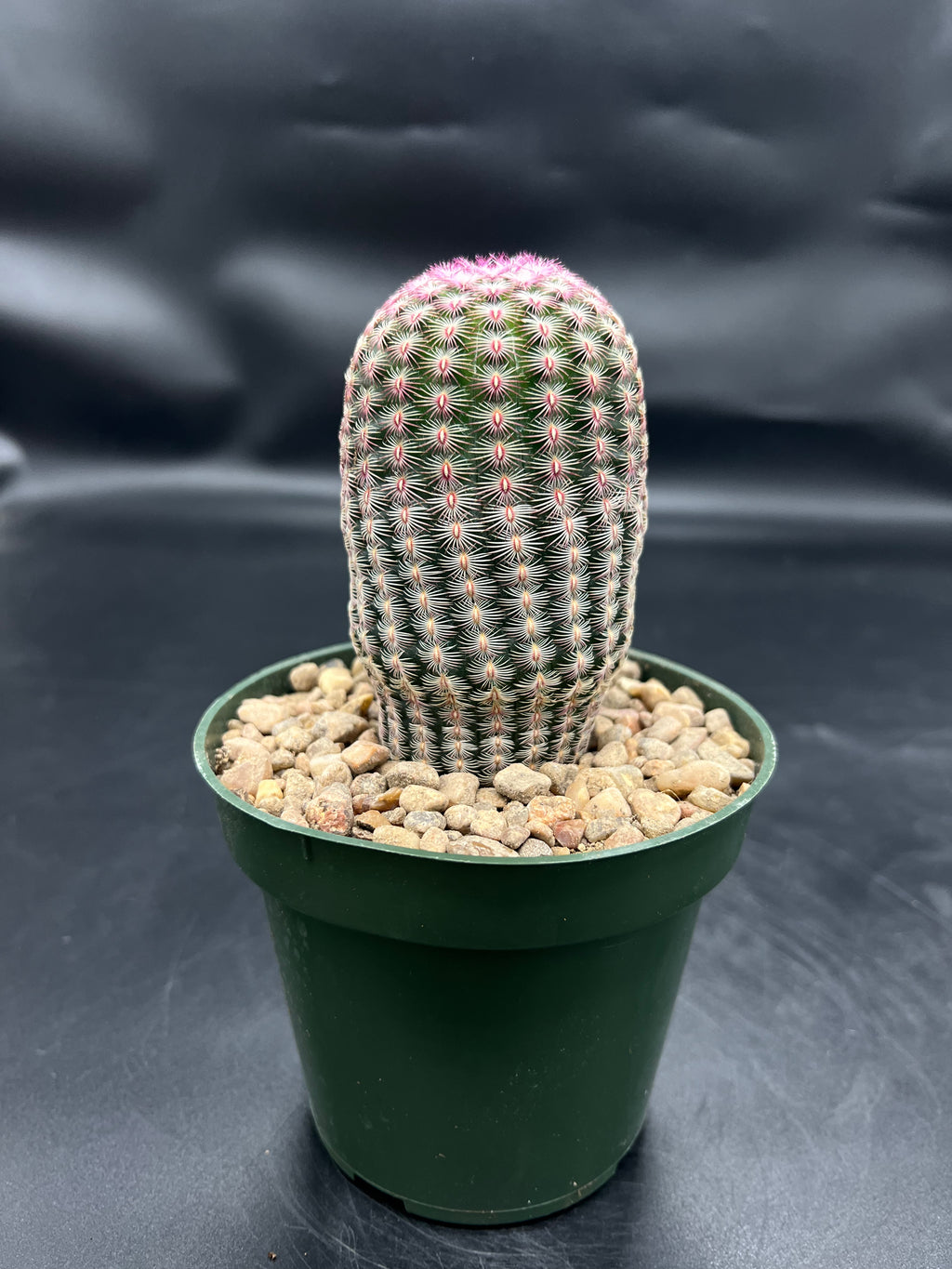 Random Pick Rainbow Cactus (Echinocereus rigidissimus)