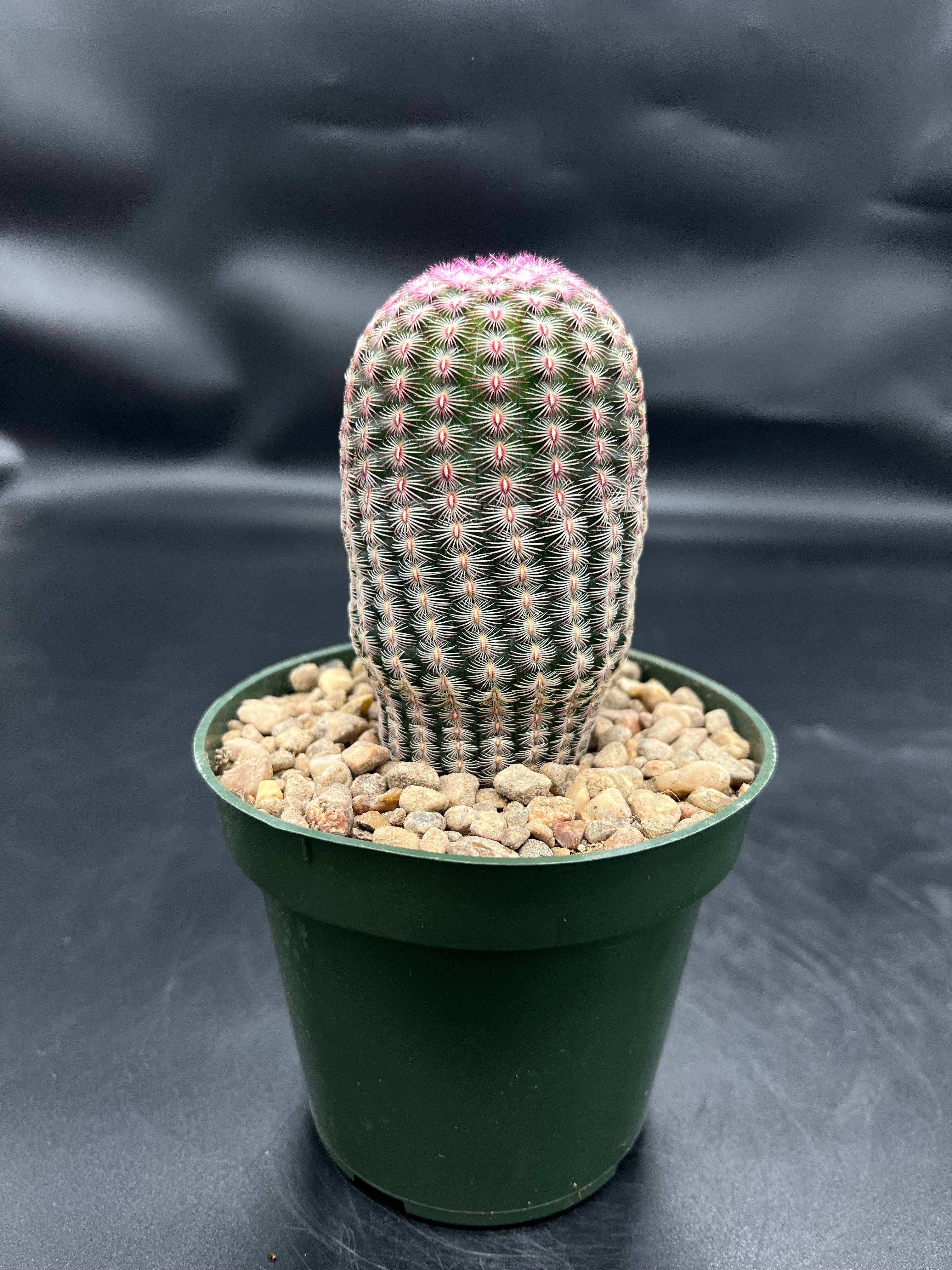 Random Pick Rainbow Cactus (Echinocereus rigidissimus)
