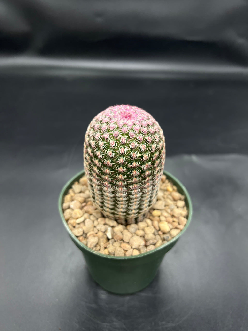 Random Pick Rainbow Cactus (Echinocereus rigidissimus)