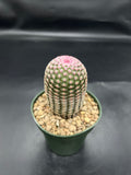 Random Pick Rainbow Cactus (Echinocereus rigidissimus)