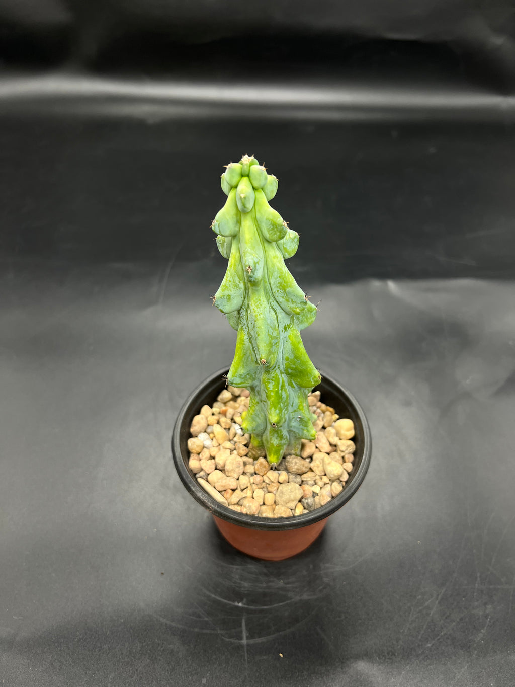 Random Pick Boobie Cactus (Myrtillocactus geometrizans)