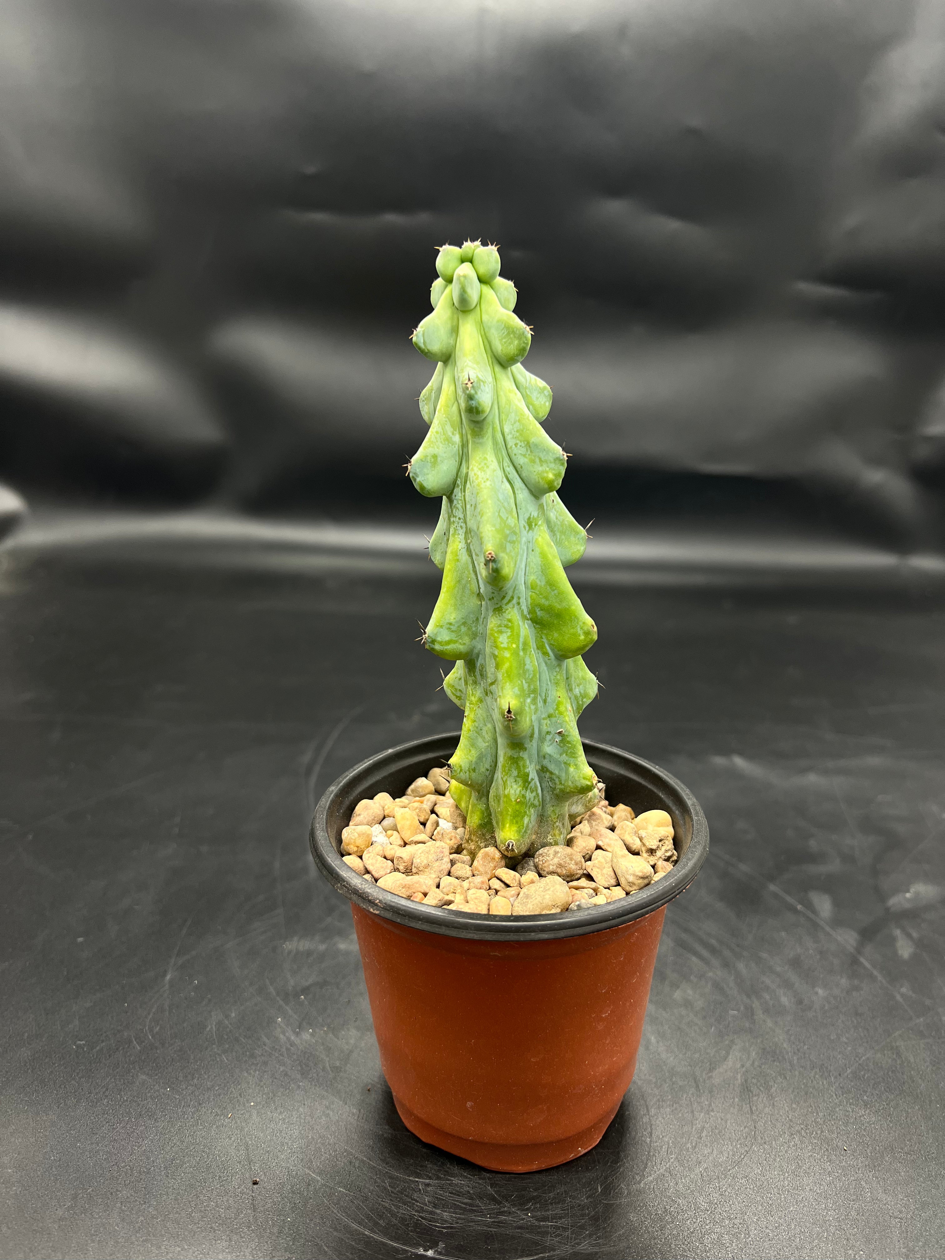 Random Pick Boobie Cactus (Myrtillocactus geometrizans)