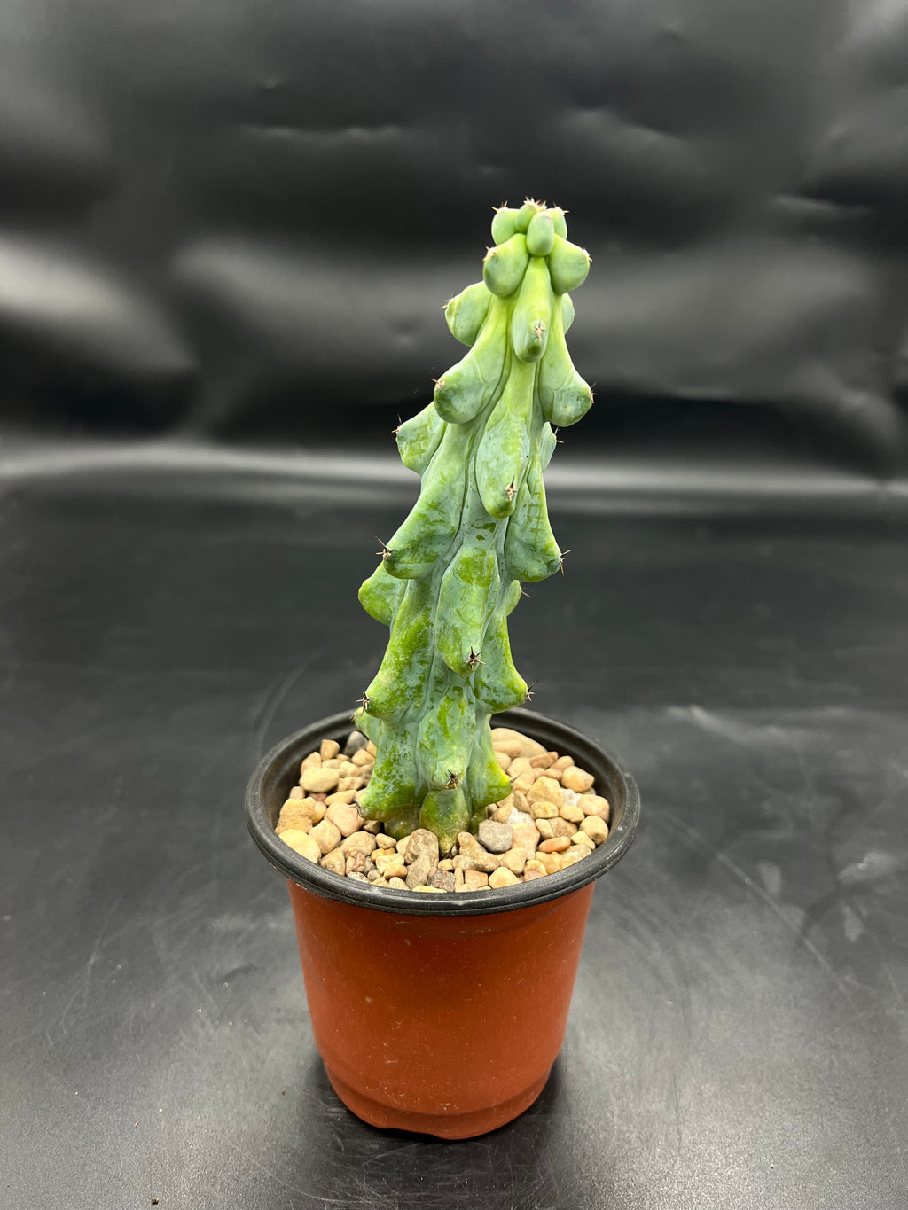 Random Pick Boobie Cactus (Myrtillocactus geometrizans)