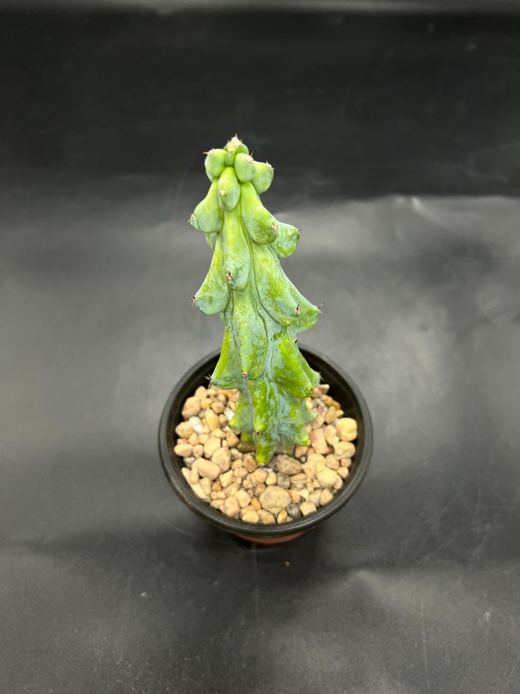 Random Pick Boobie Cactus (Myrtillocactus geometrizans)