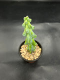 Random Pick Boobie Cactus (Myrtillocactus geometrizans)