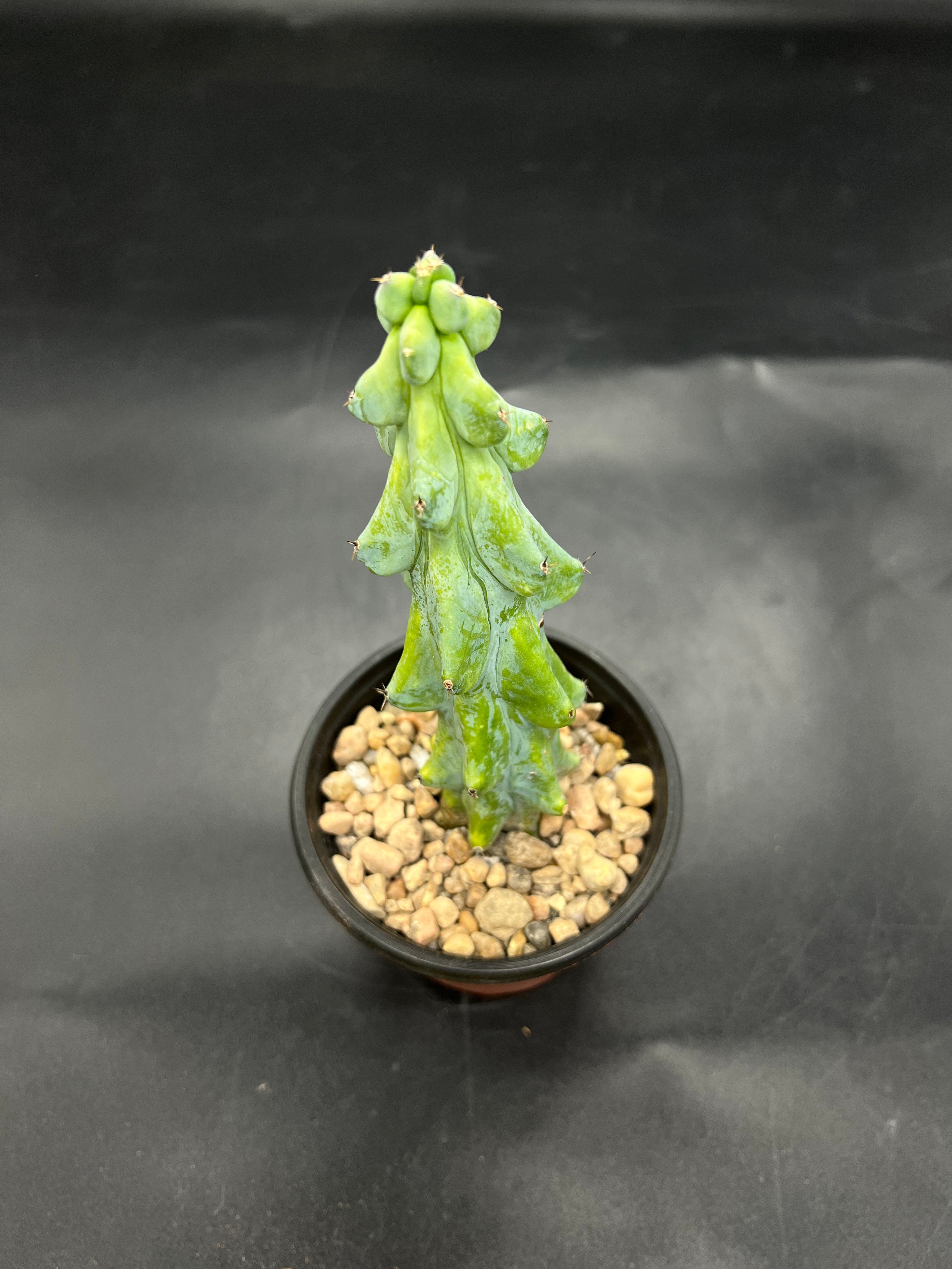 Random Pick Boobie Cactus (Myrtillocactus geometrizans)